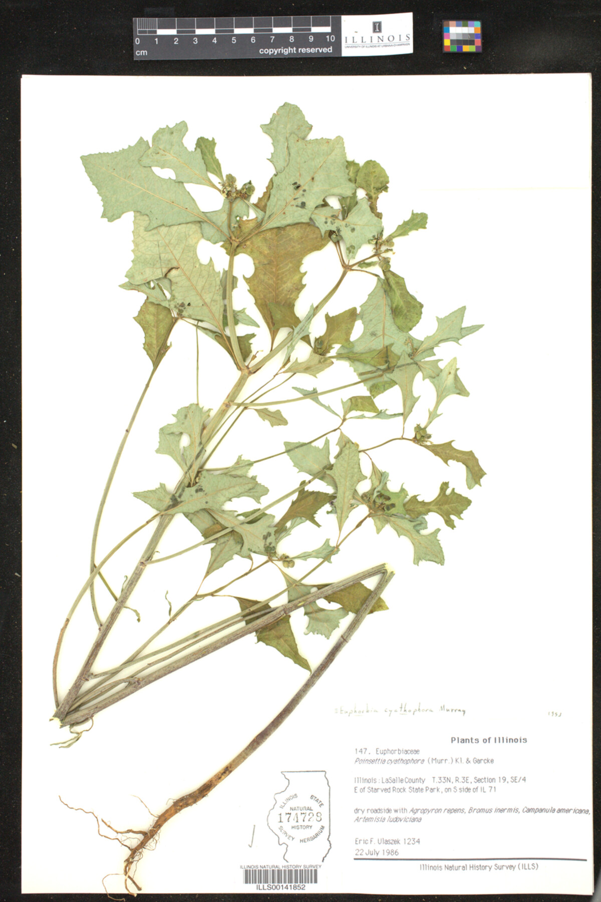 Euphorbia cyathophora image