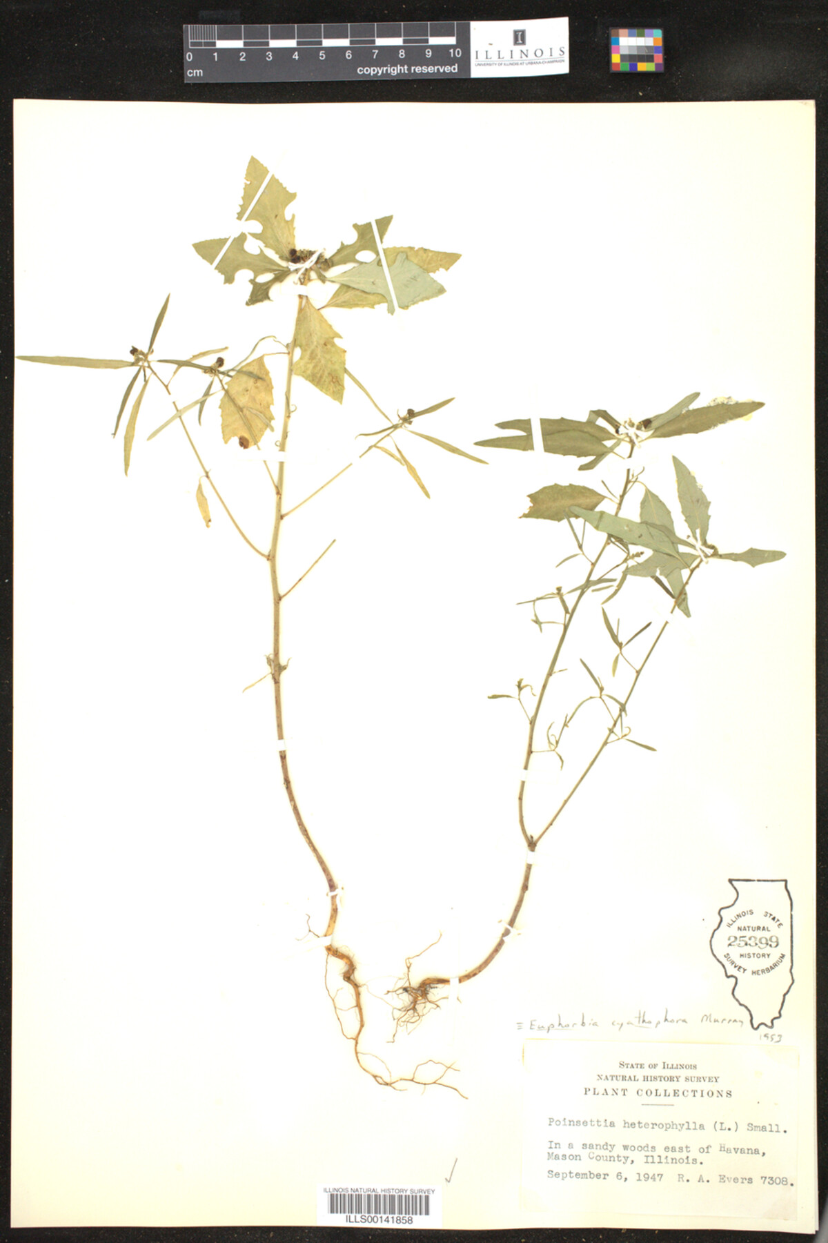 Euphorbia cyathophora image