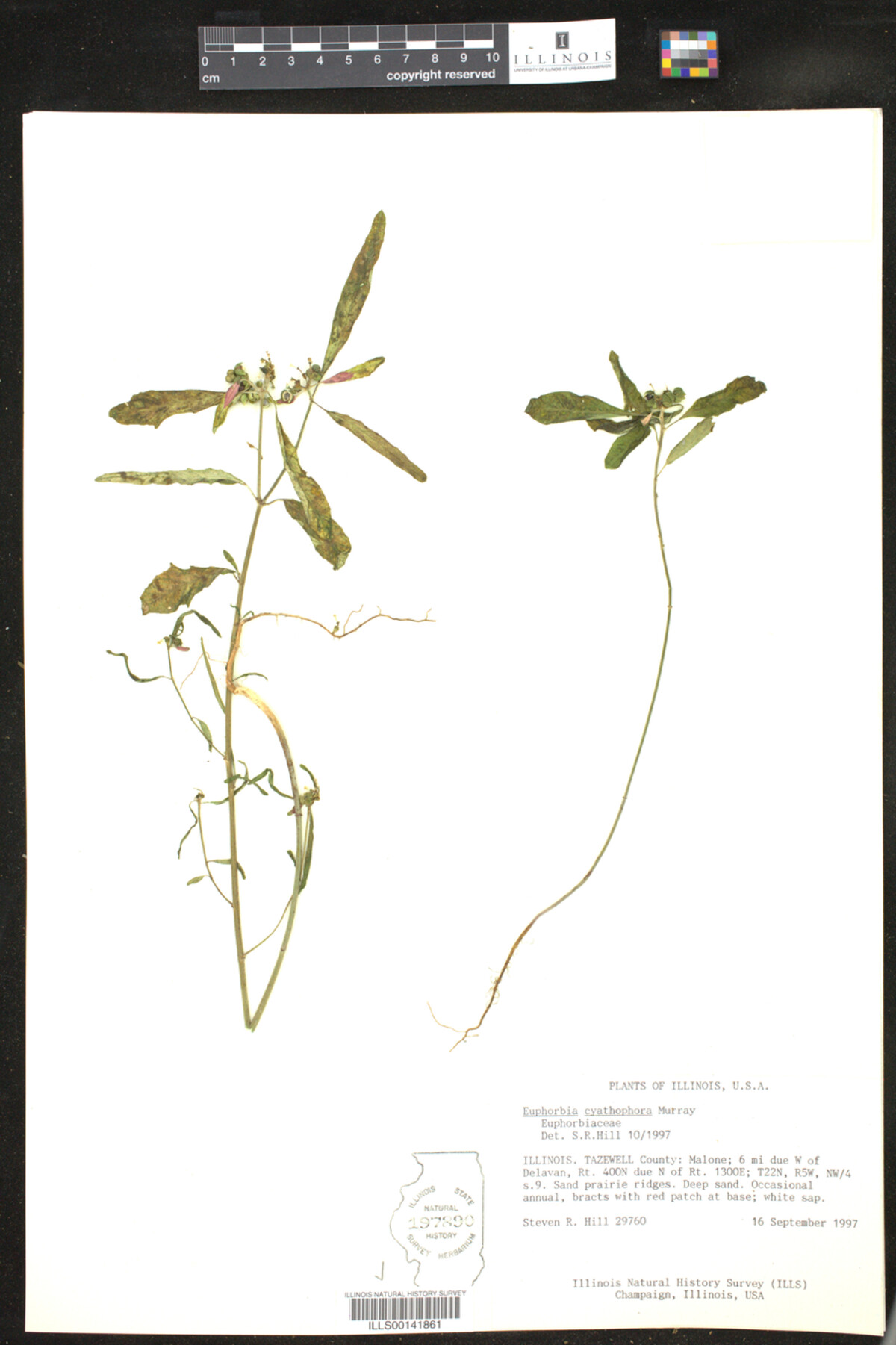 Euphorbia cyathophora image