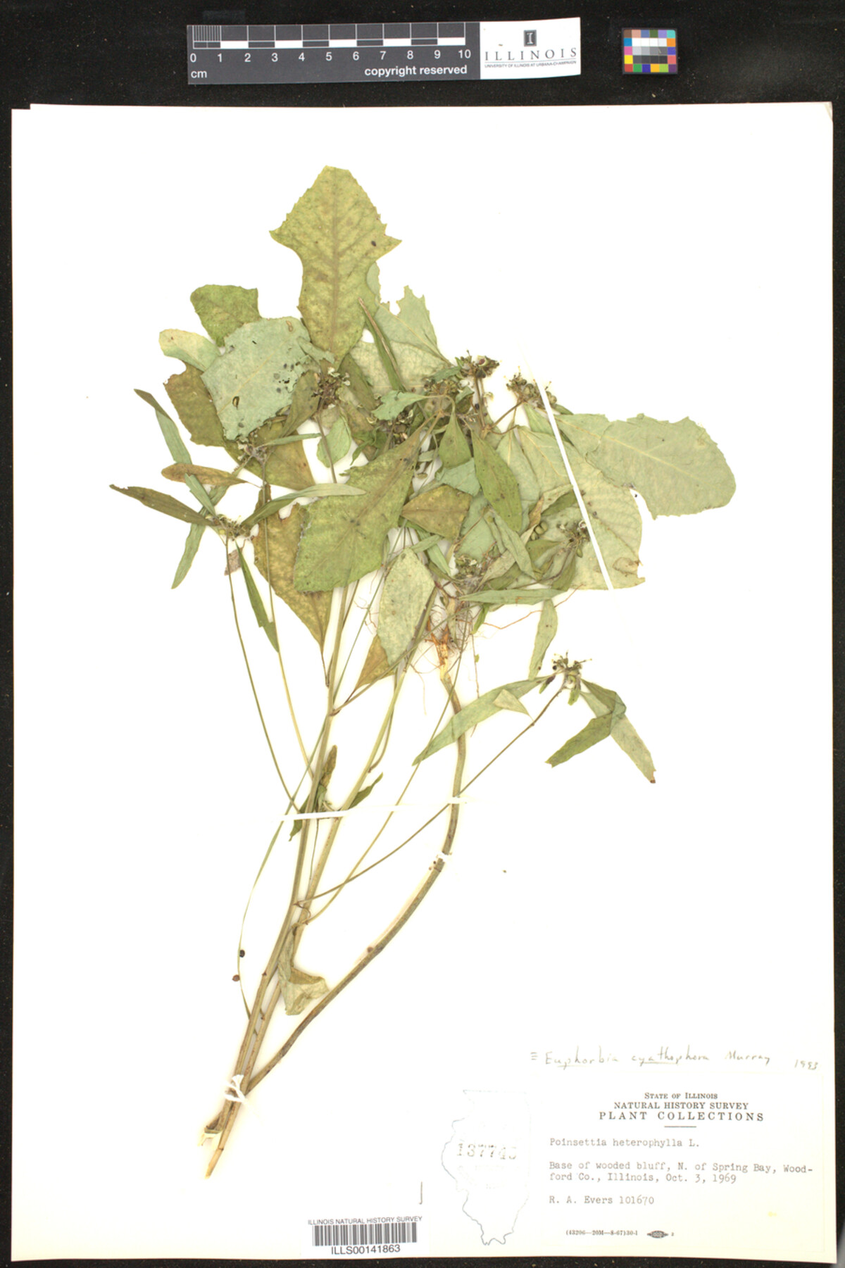 Euphorbia cyathophora image