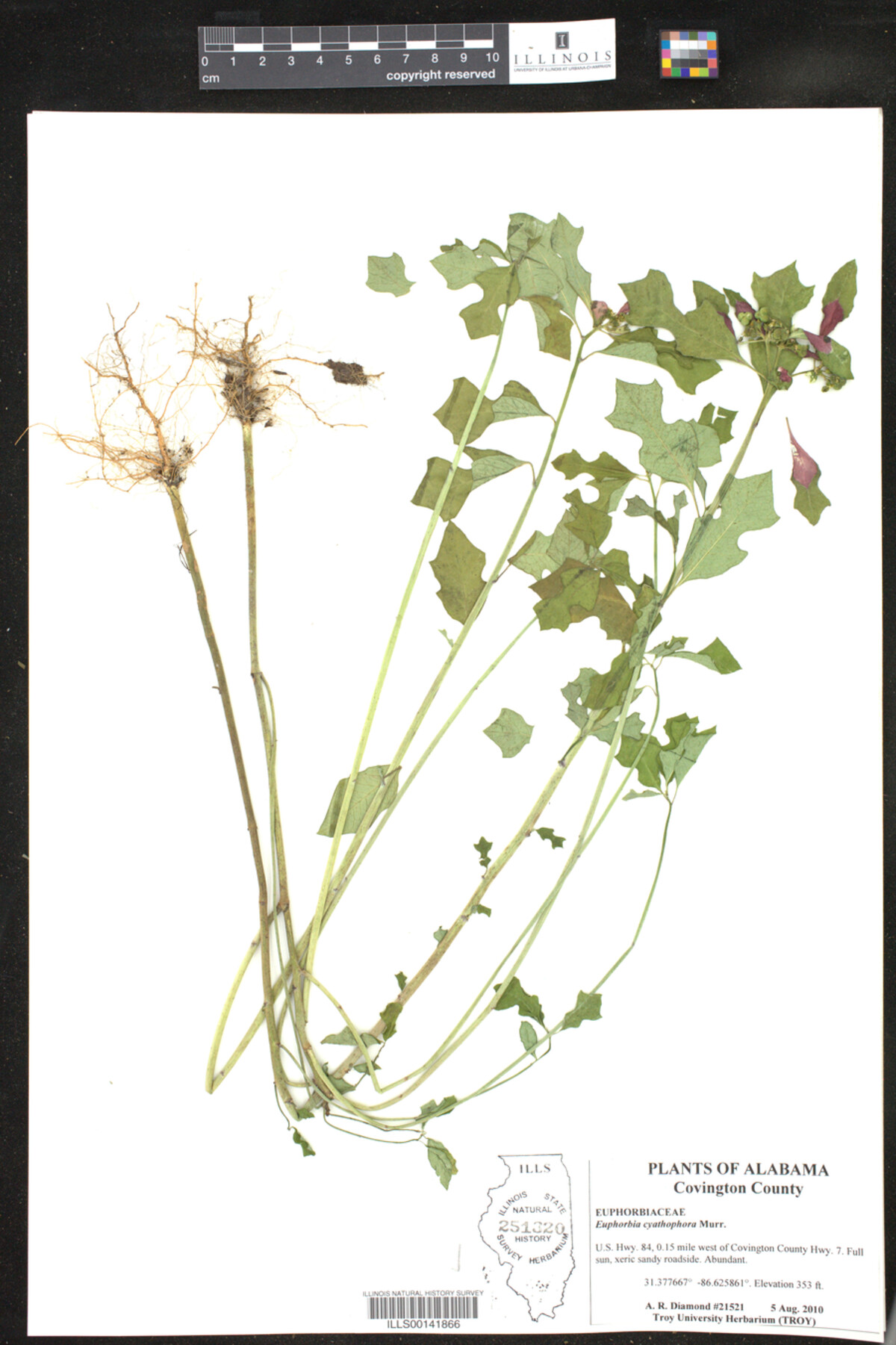 Euphorbia cyathophora image