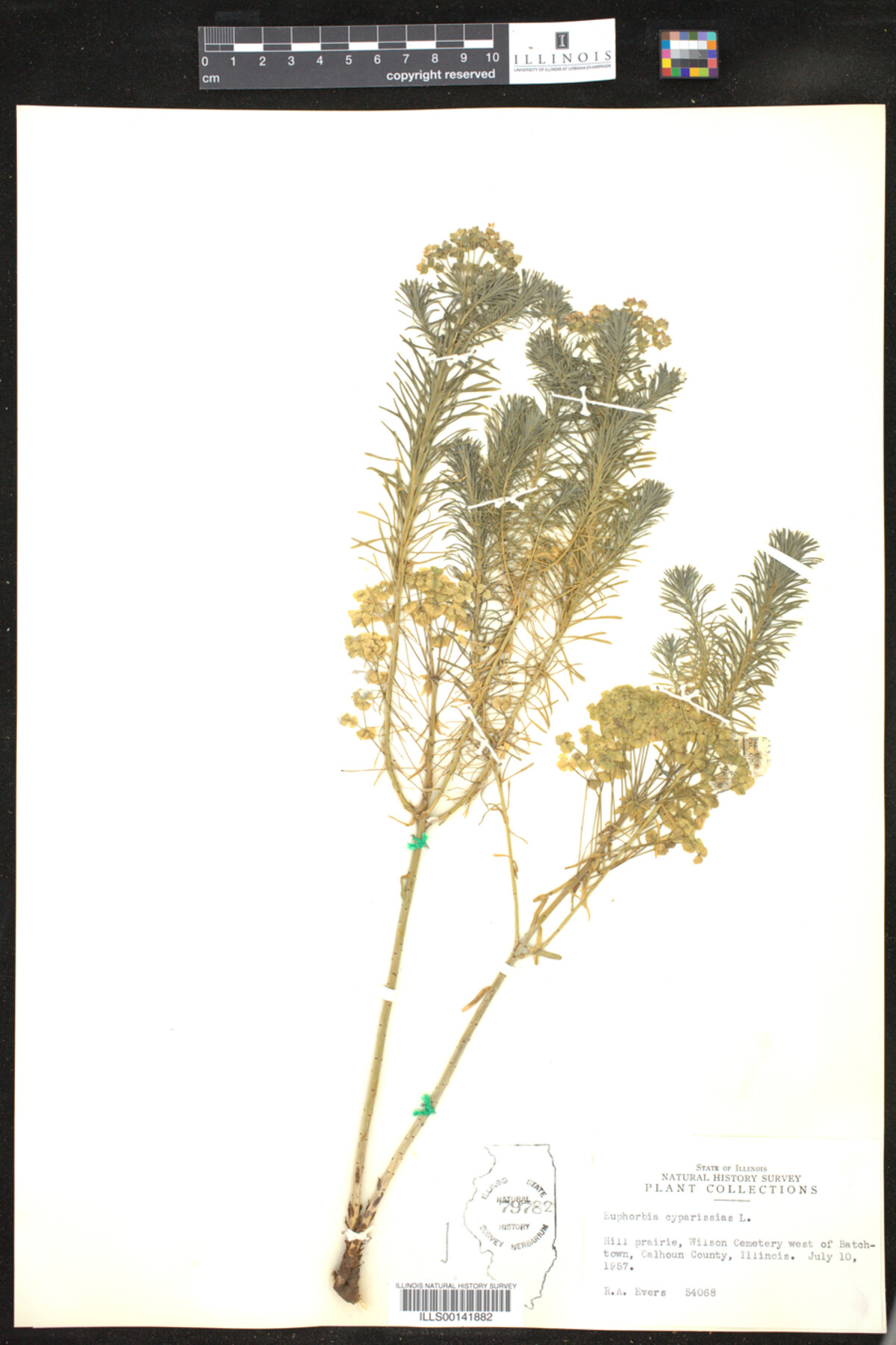 Euphorbia cyparissias image