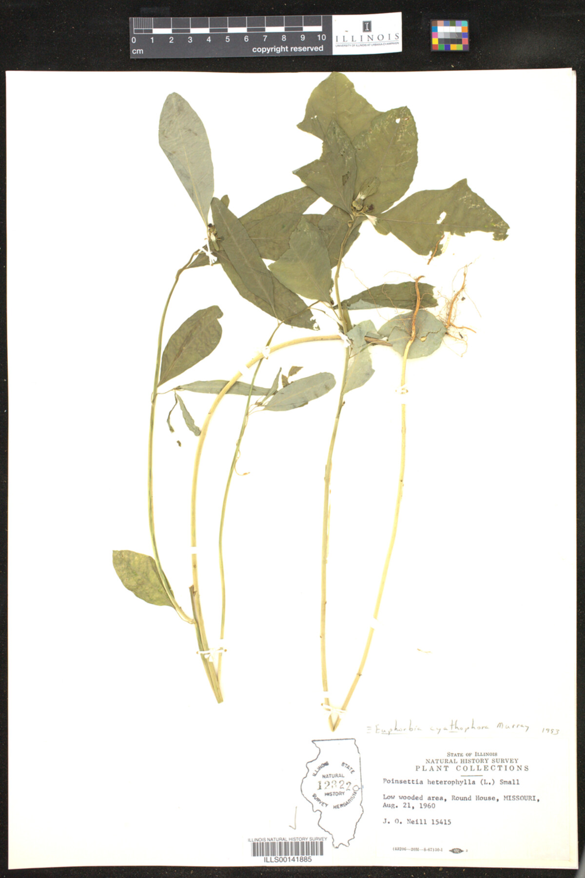 Euphorbia cyathophora image