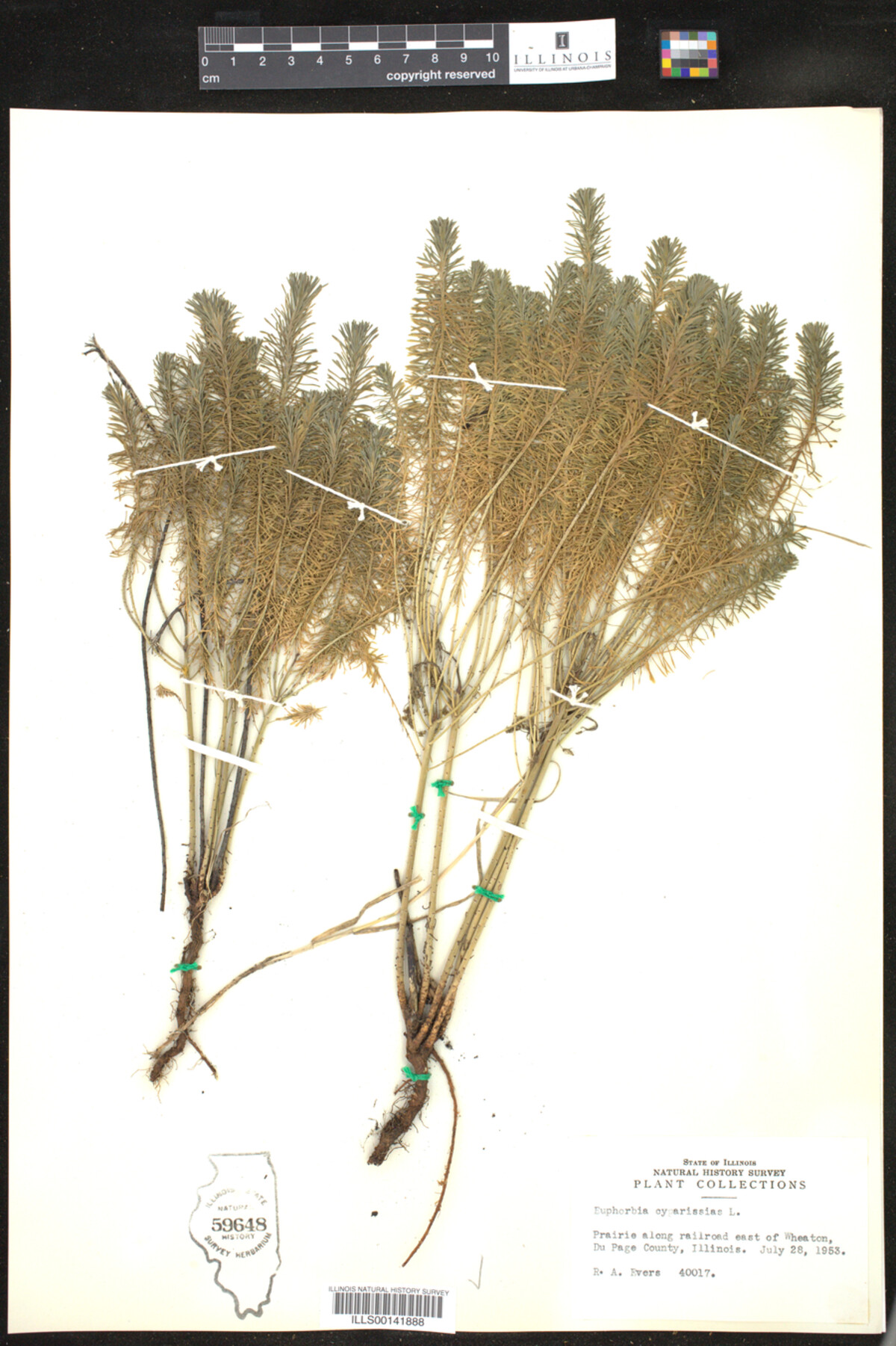 Euphorbia cyparissias image