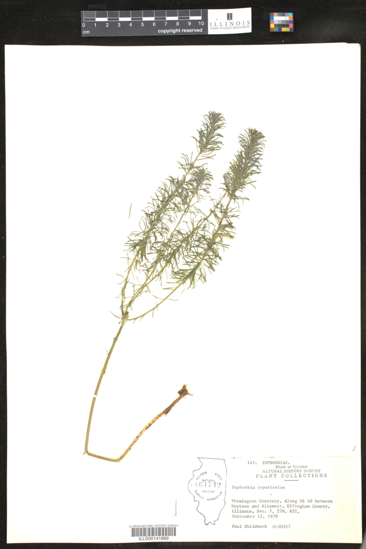 Euphorbia cyparissias image