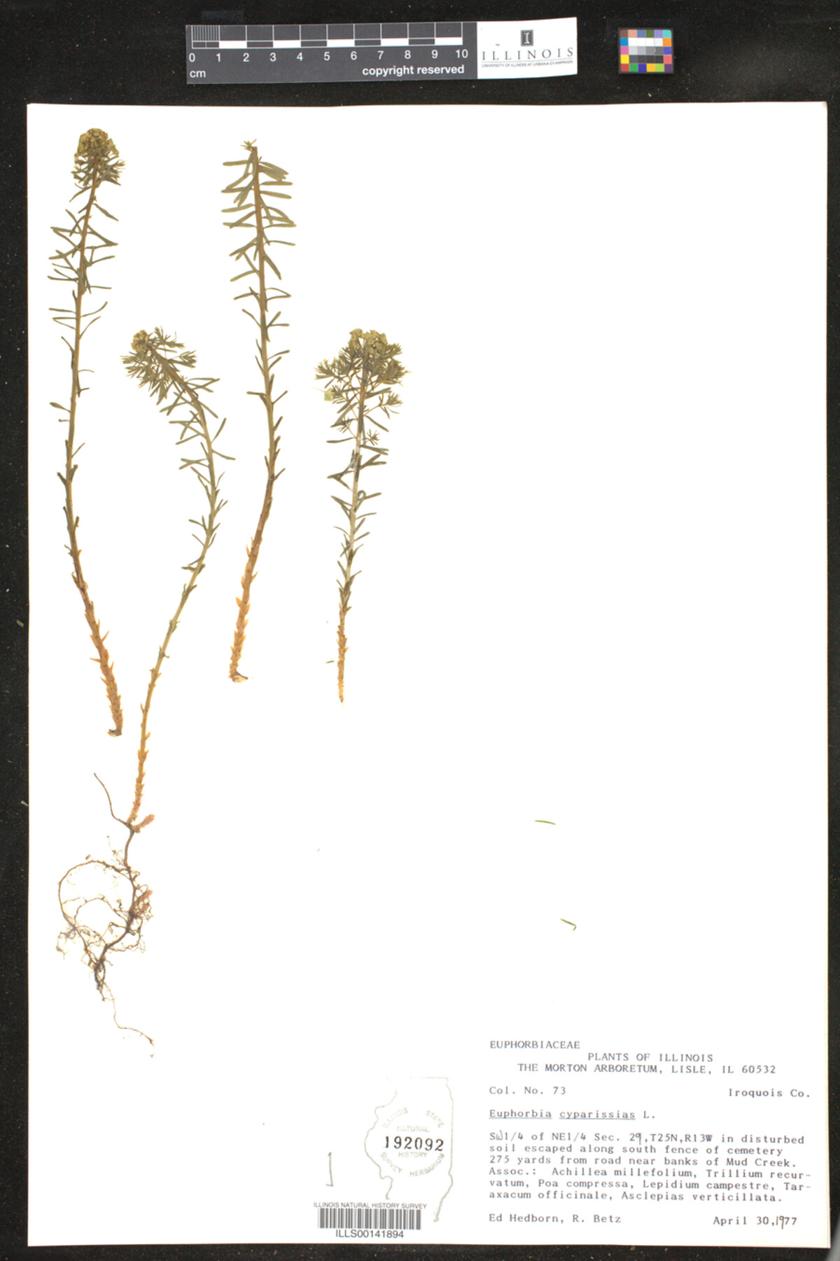 Euphorbia cyparissias image