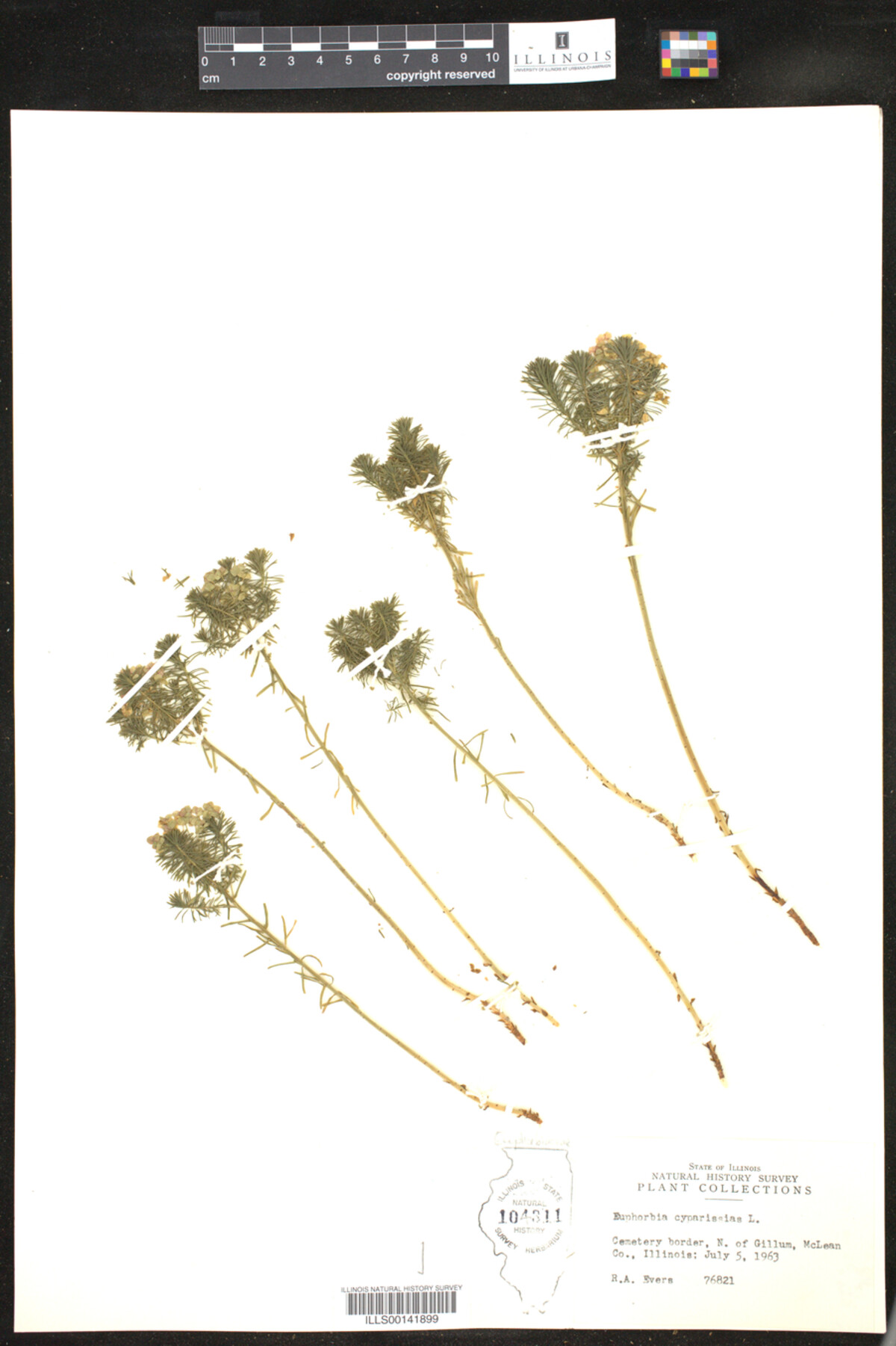 Euphorbia cyparissias image