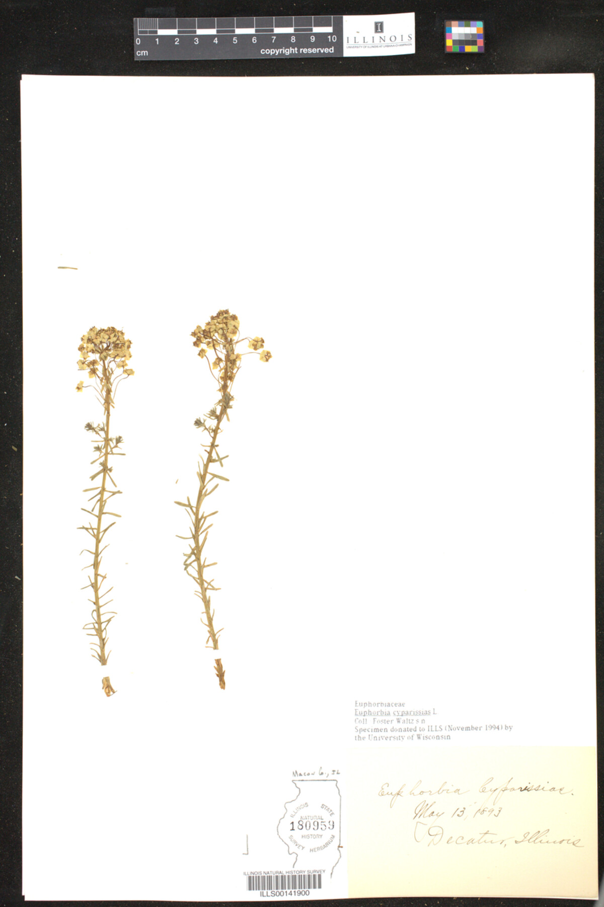 Euphorbia cyparissias image