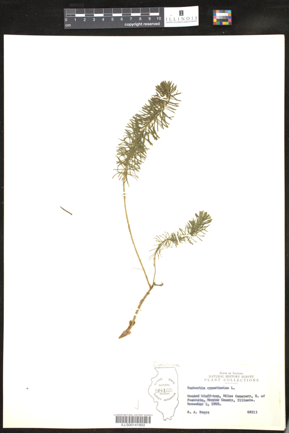 Euphorbia cyparissias image