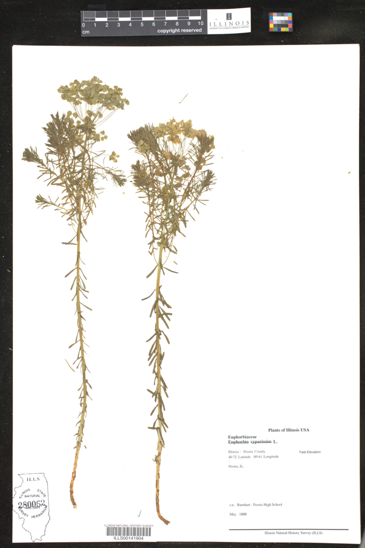 Euphorbia cyparissias image