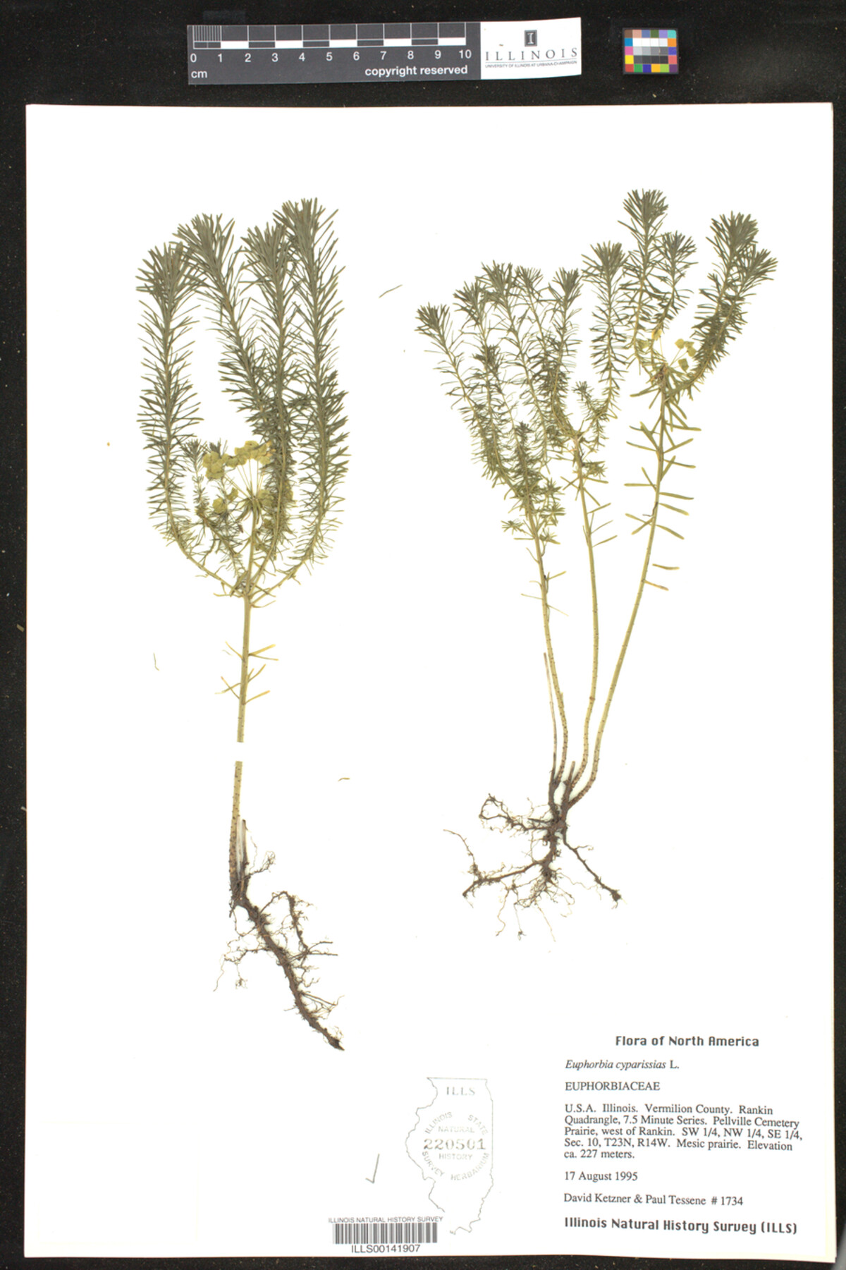 Euphorbia cyparissias image