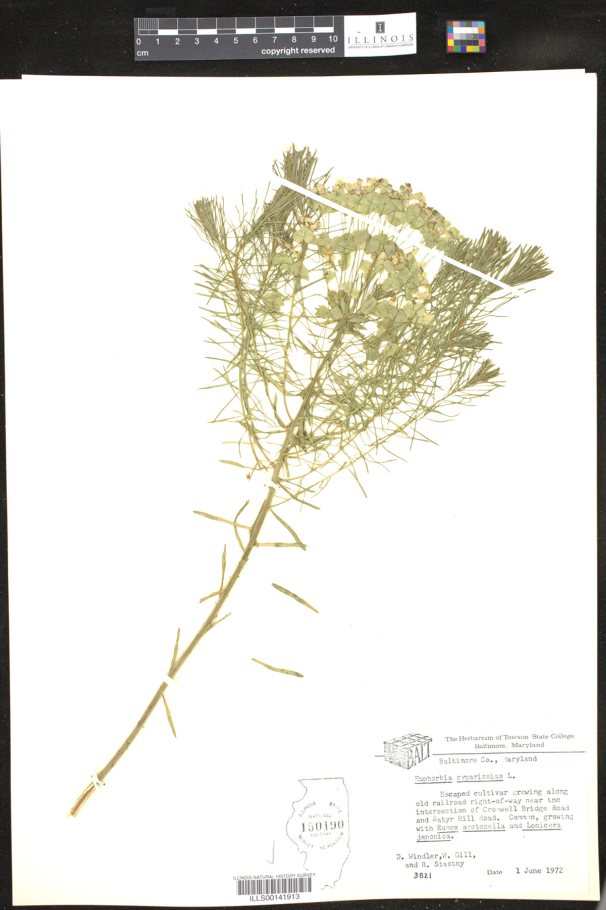 Euphorbia cyparissias image