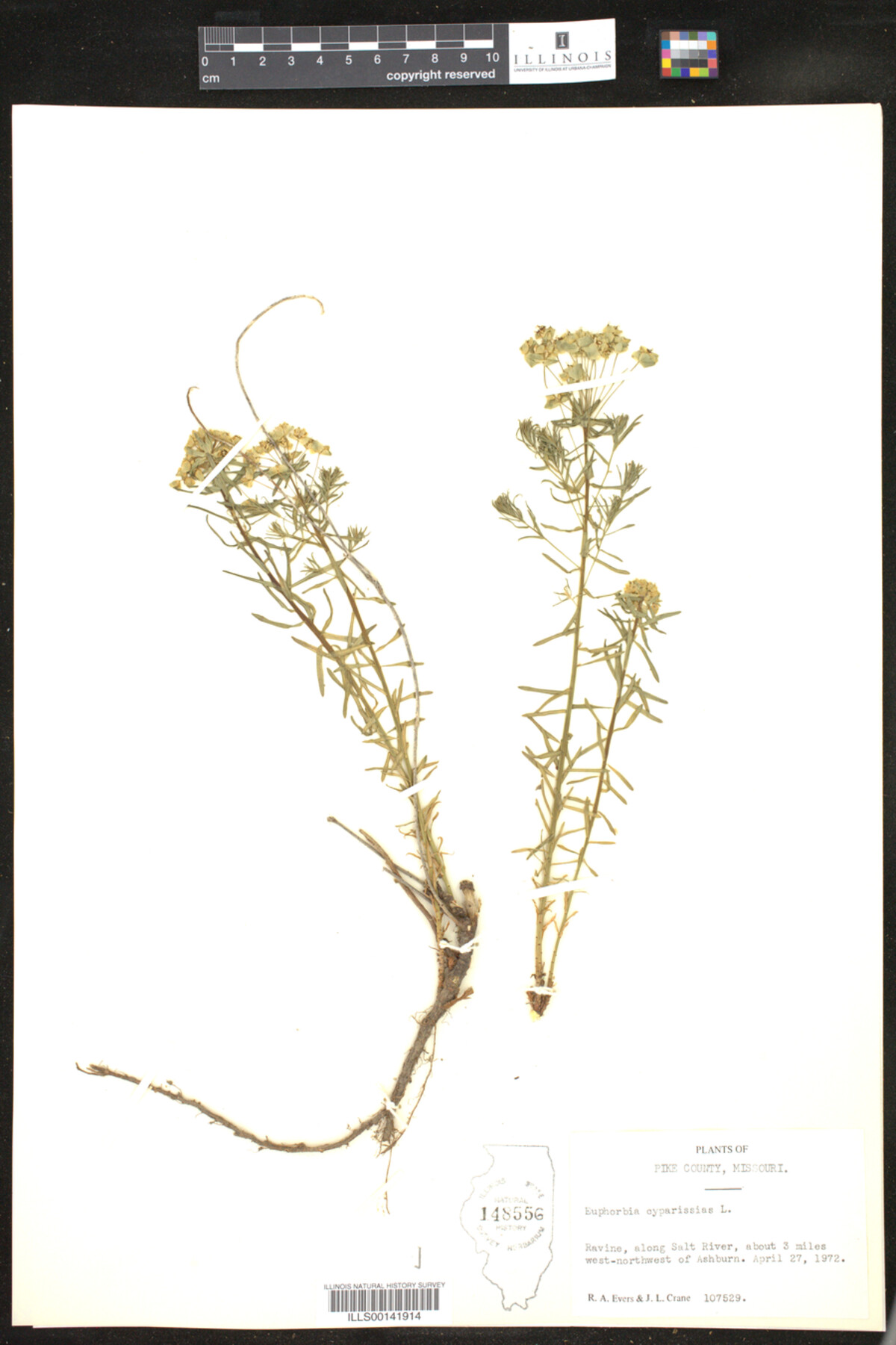 Euphorbia cyparissias image