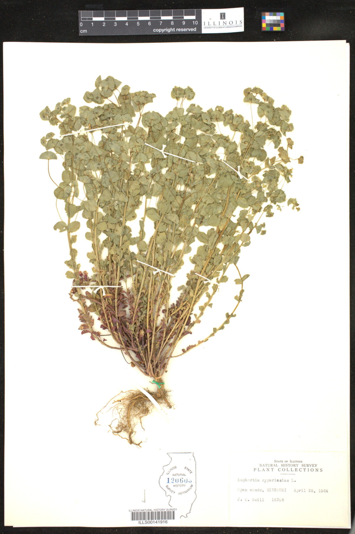 Euphorbia cyparissias image