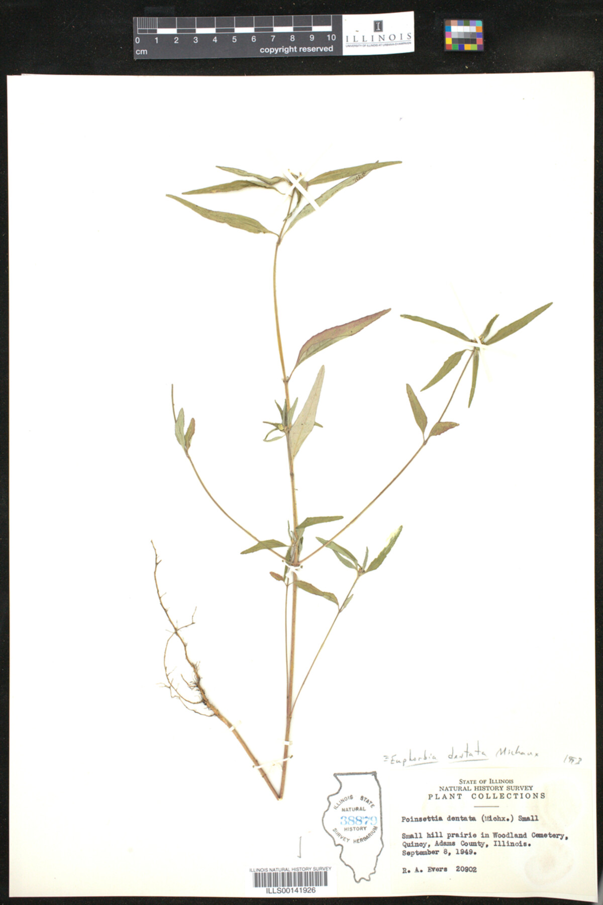 Euphorbia dentata image