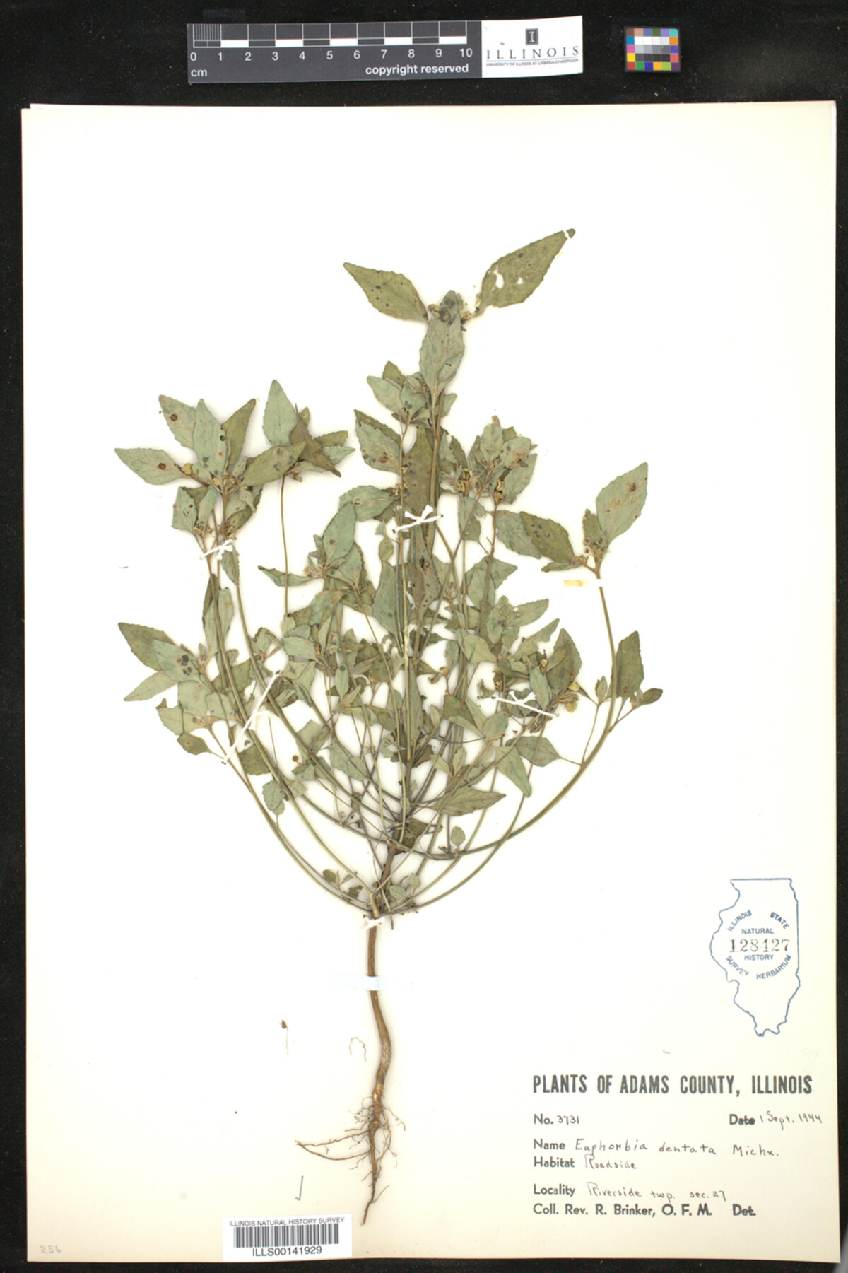 Euphorbia dentata image