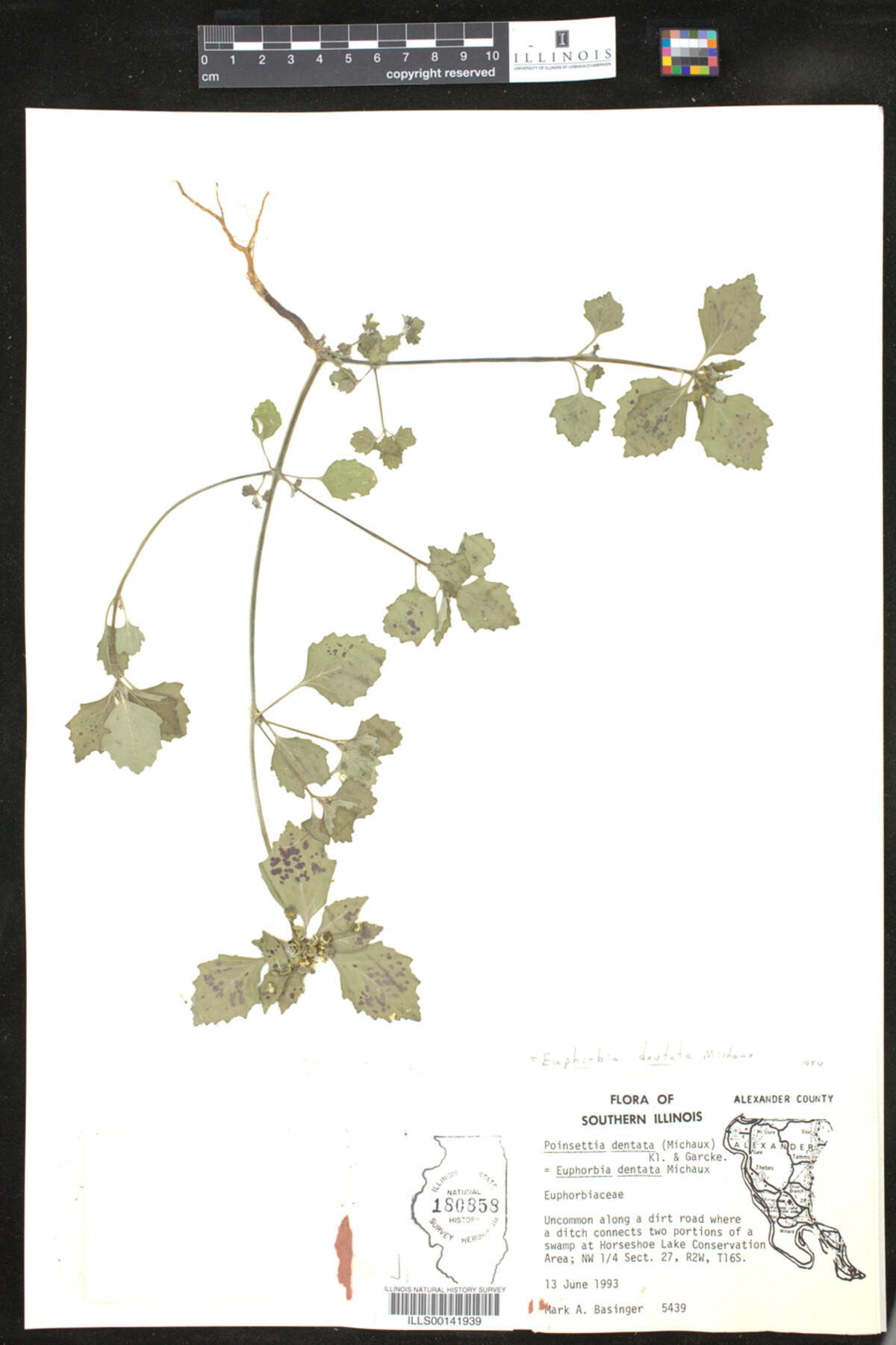 Euphorbia dentata image