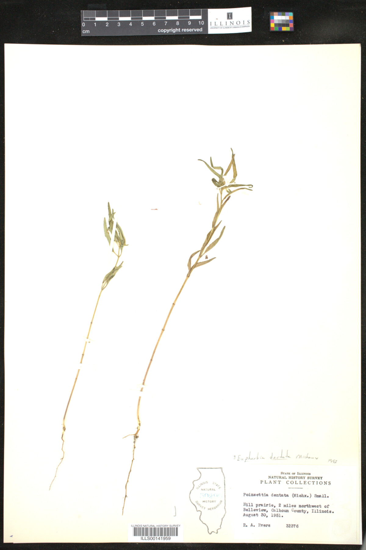 Euphorbia dentata image