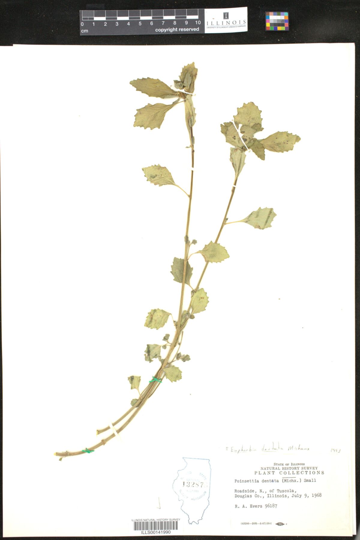 Euphorbia dentata image