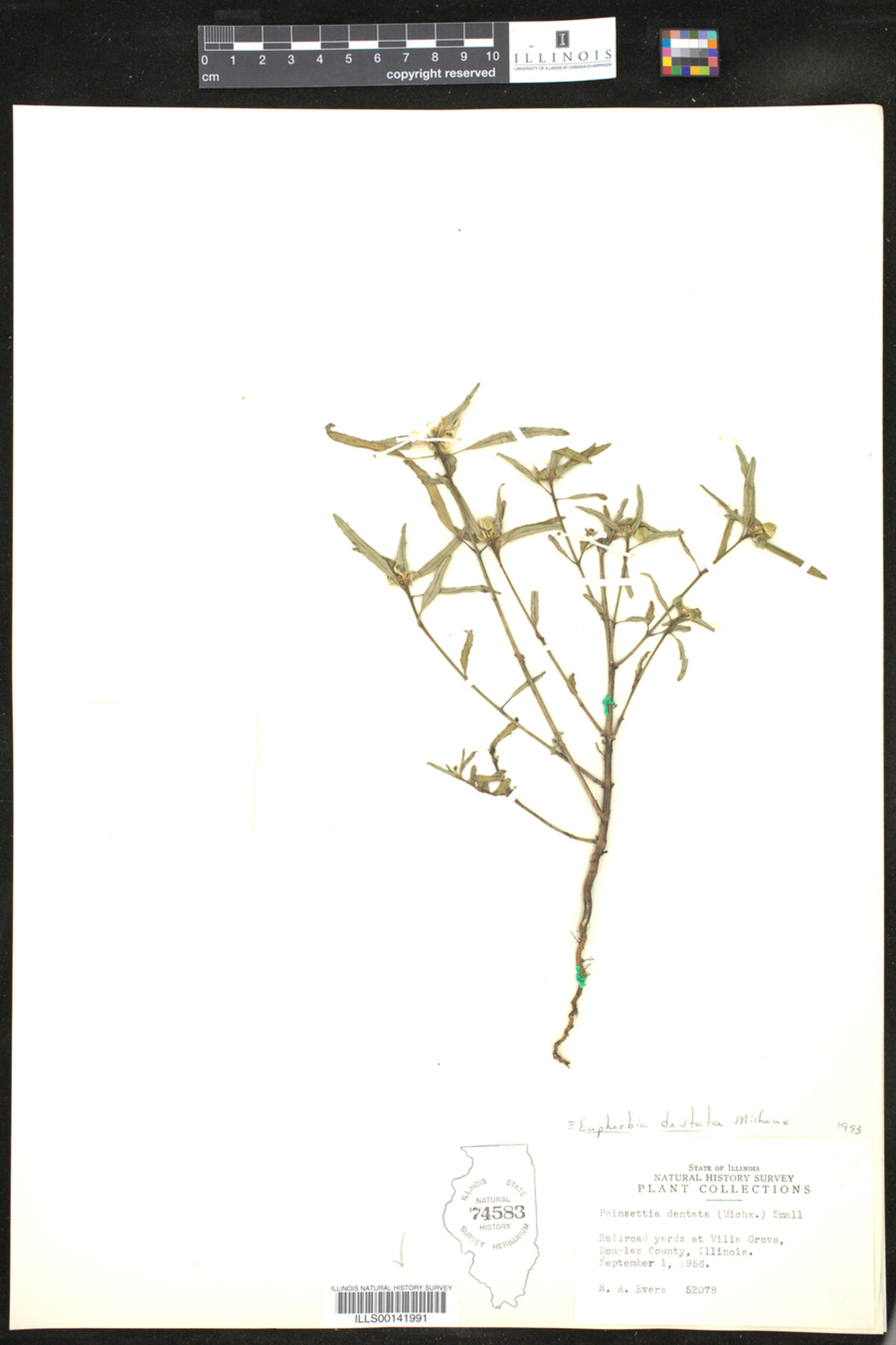 Euphorbia dentata image