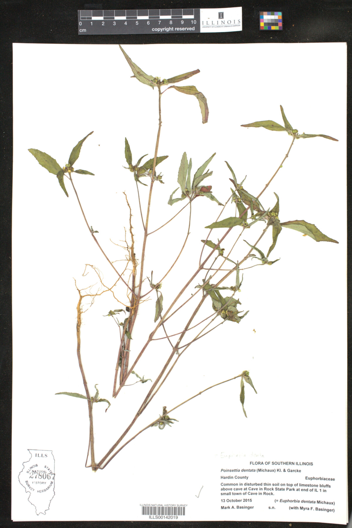 Euphorbia dentata image