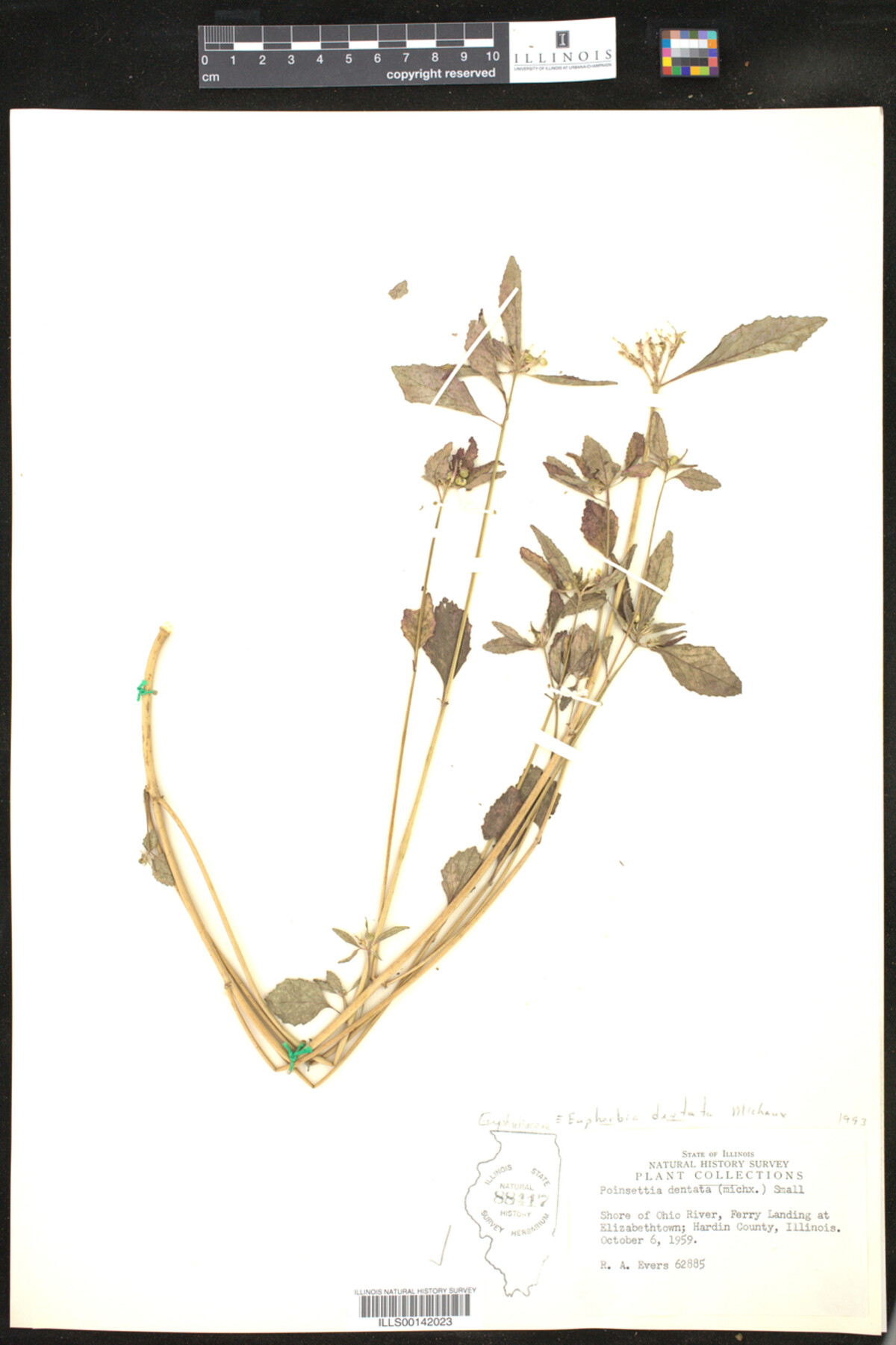 Euphorbia dentata image