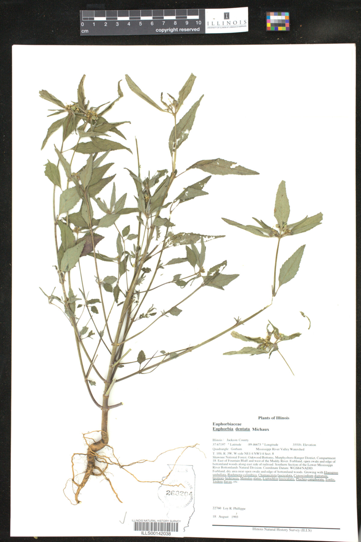 Euphorbia dentata image