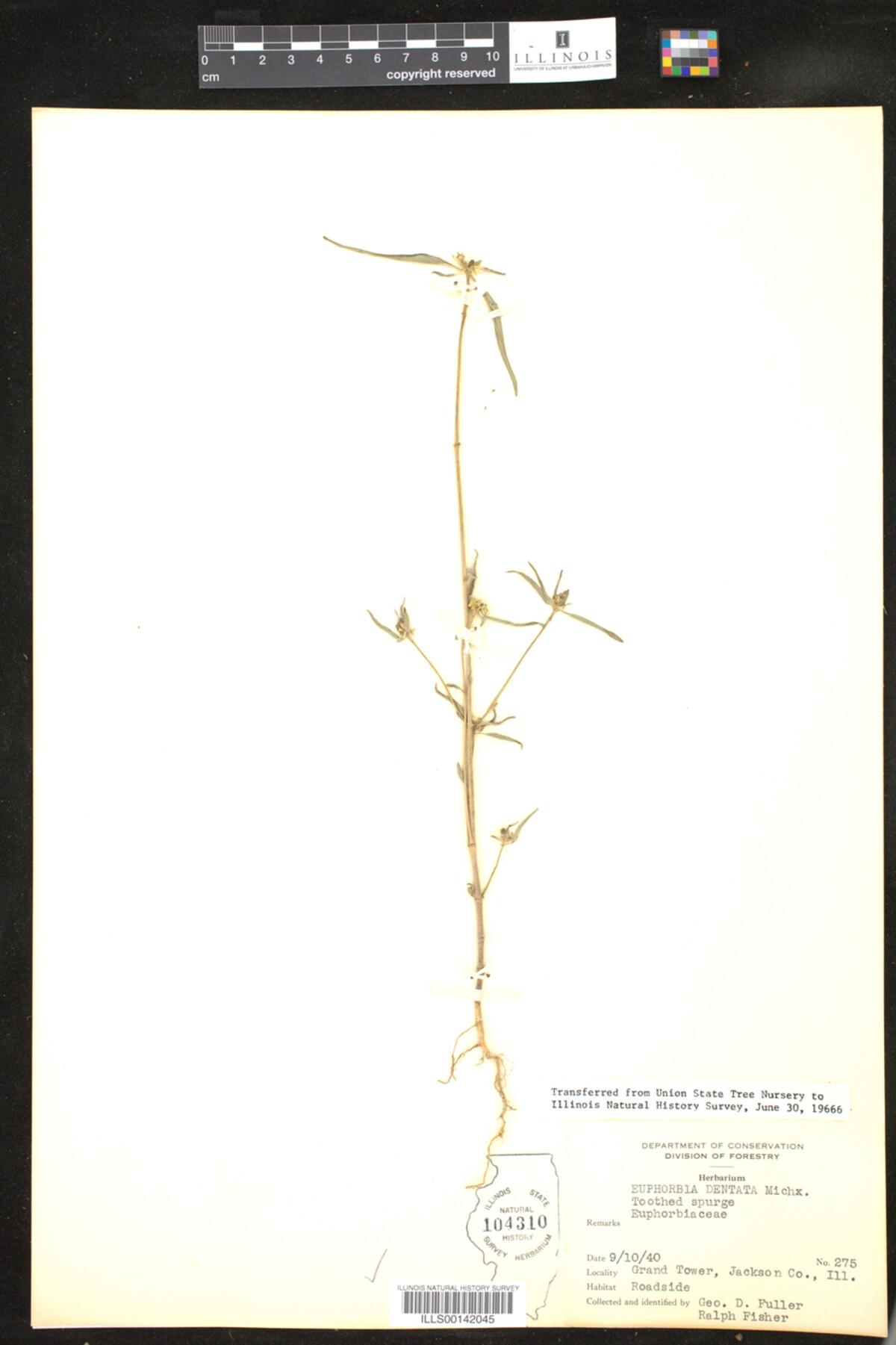 Euphorbia dentata image