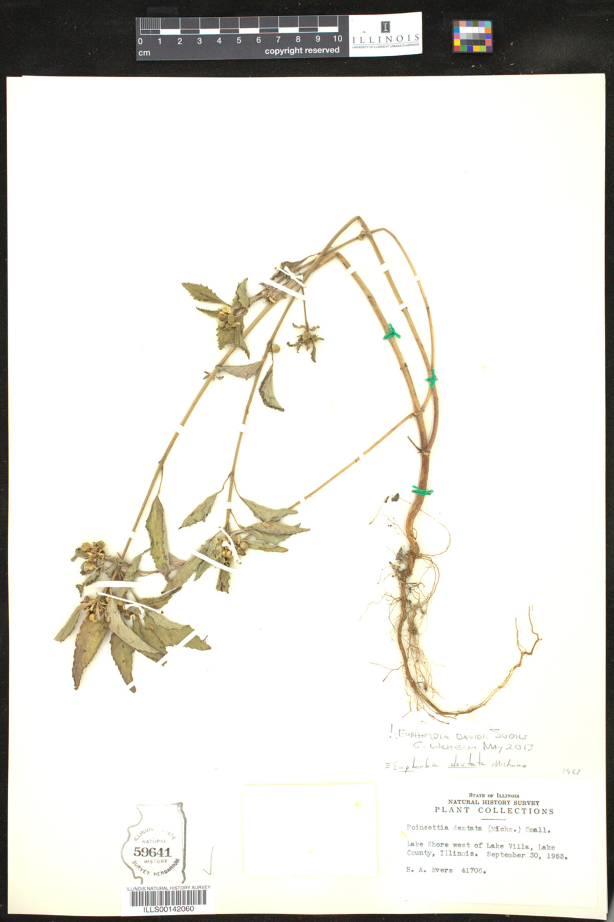 Euphorbia dentata image