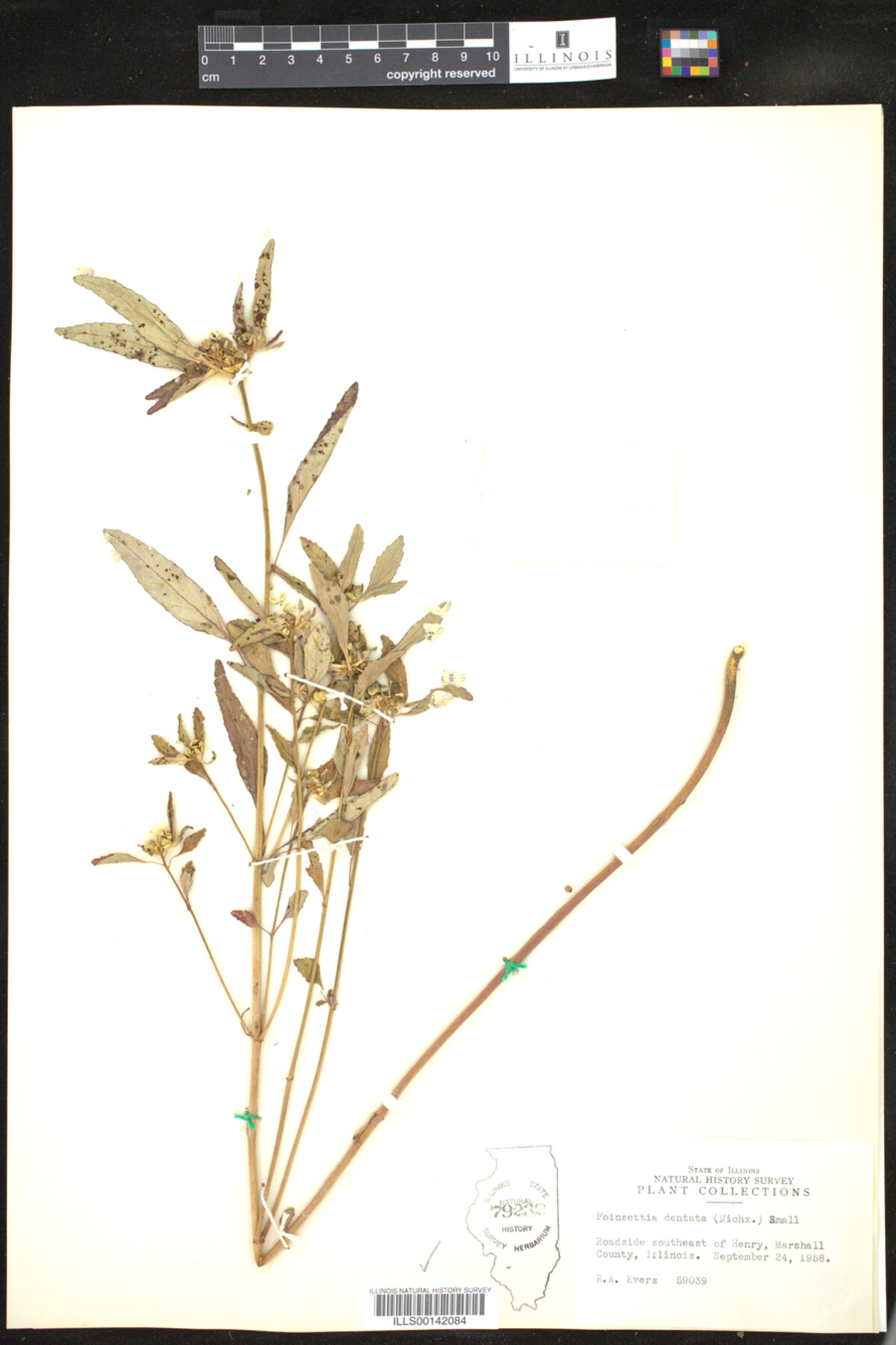 Euphorbia dentata image