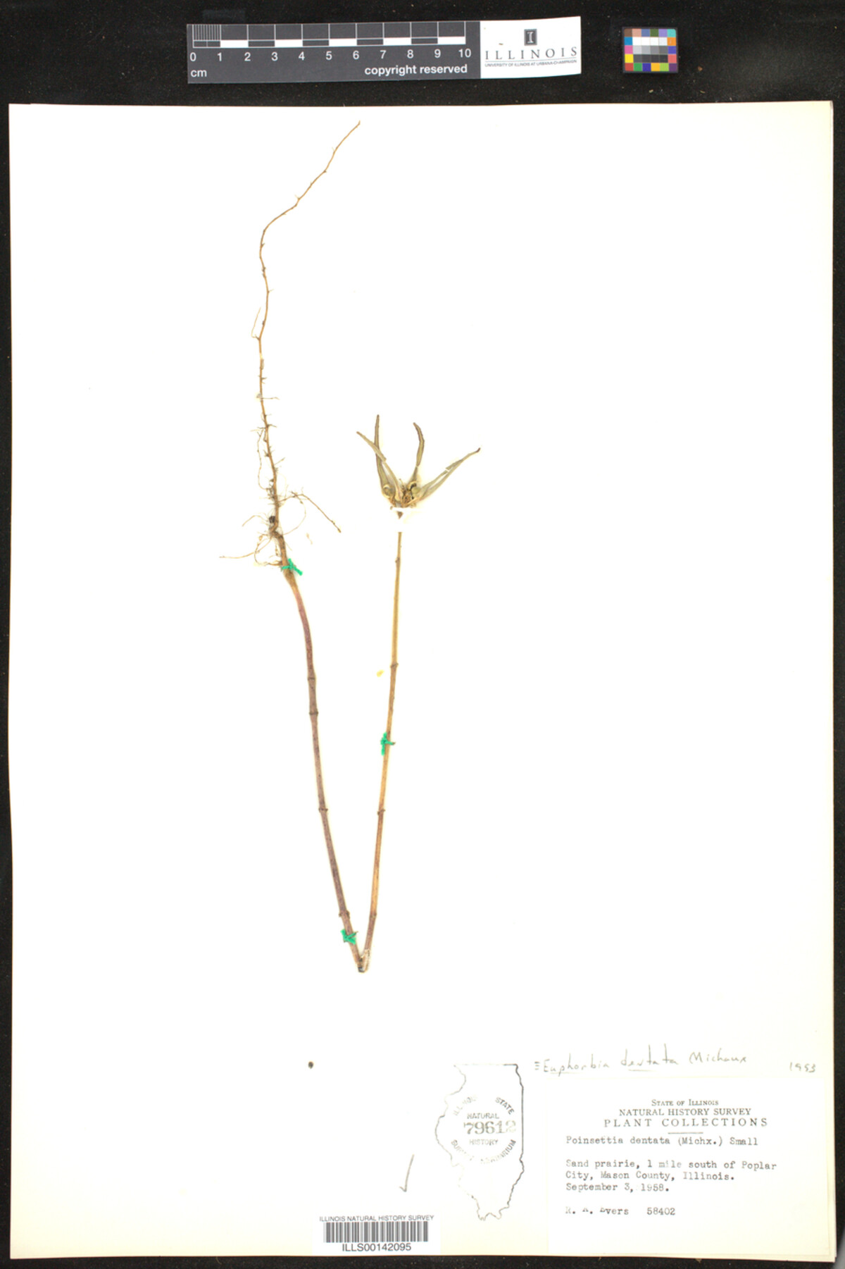 Euphorbia dentata image
