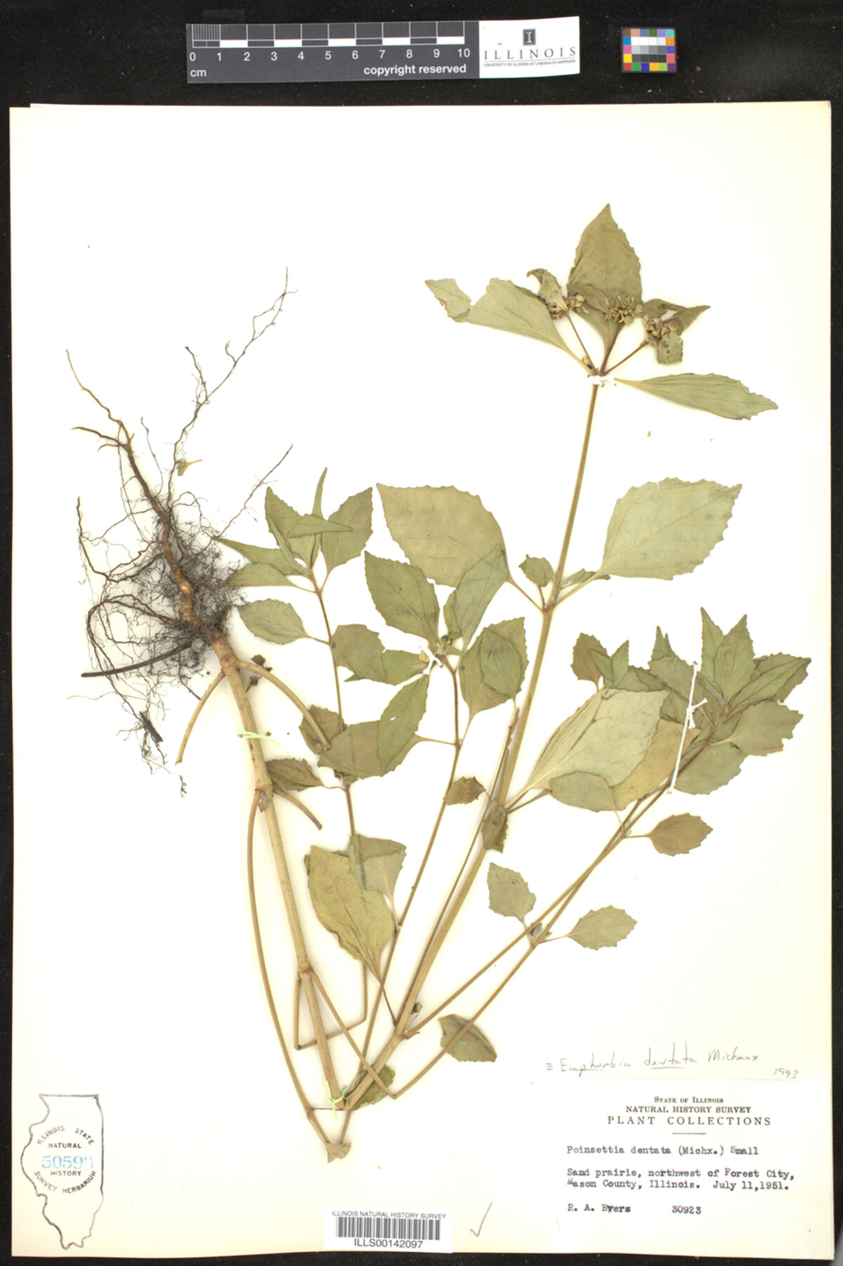 Euphorbia dentata image
