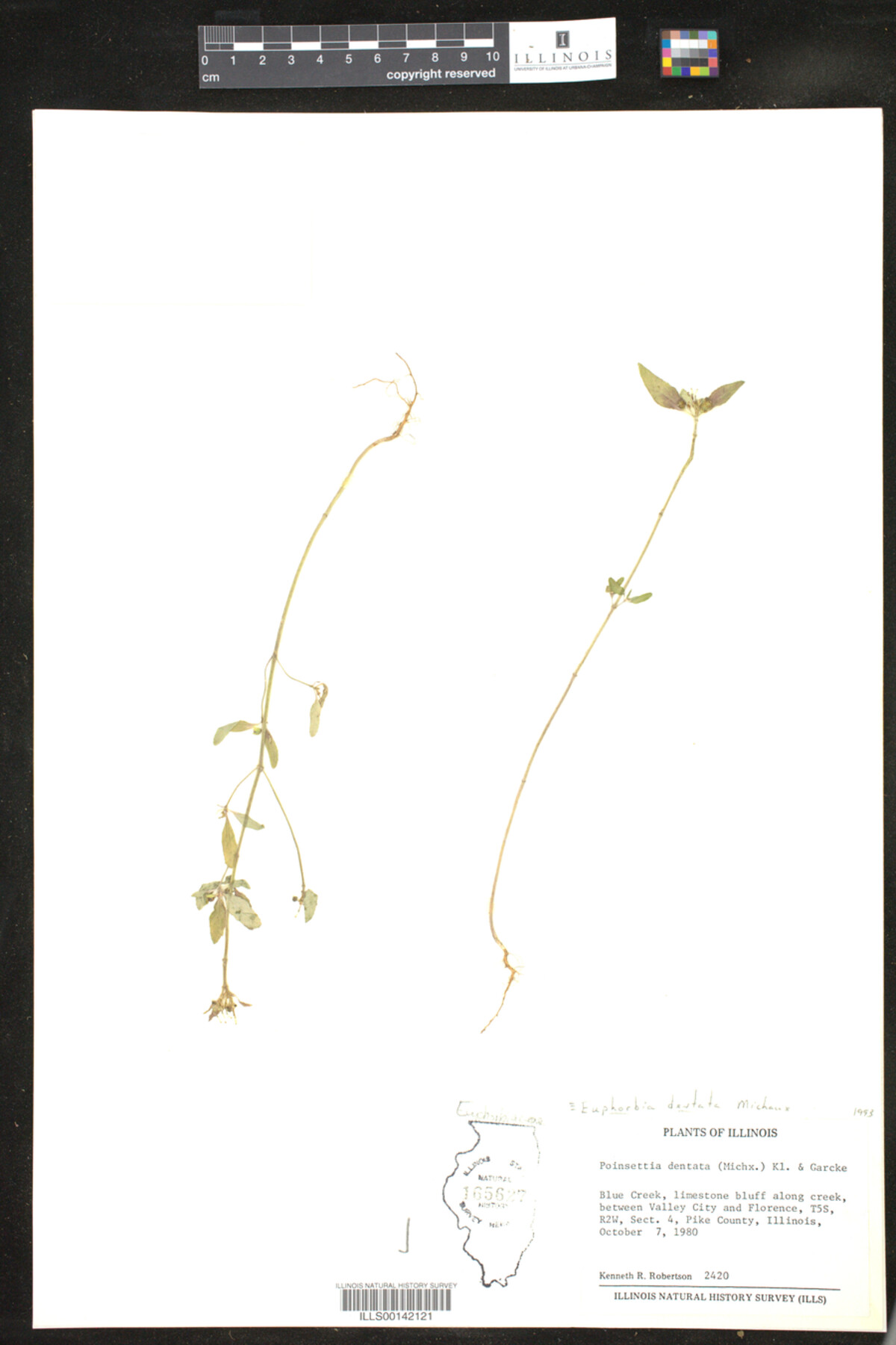 Euphorbia dentata image