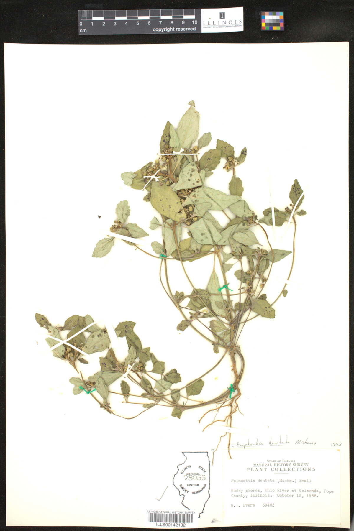 Euphorbia dentata image