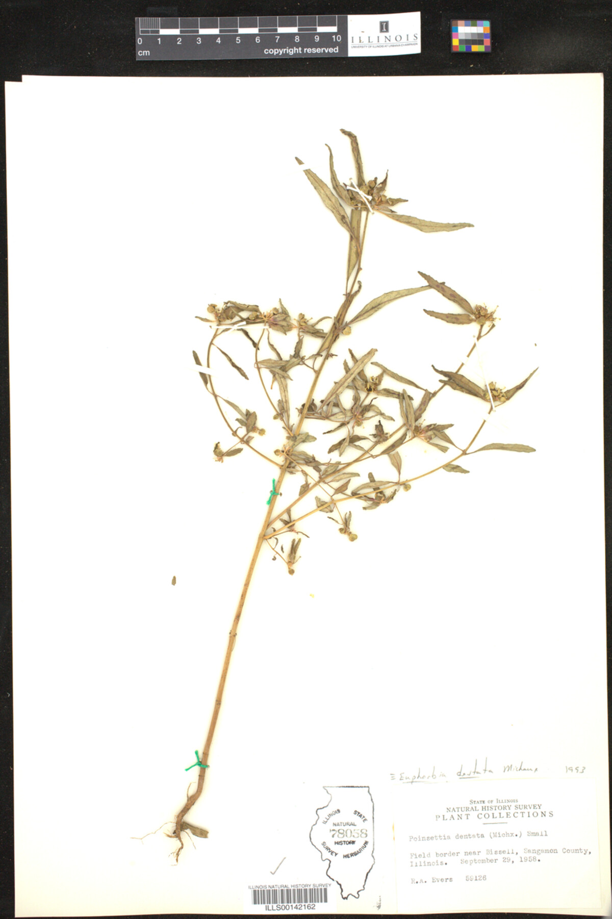 Euphorbia dentata image