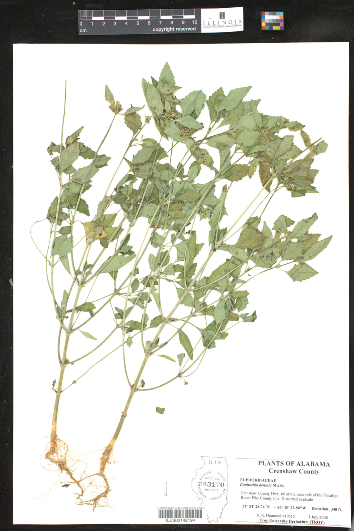 Euphorbia dentata image