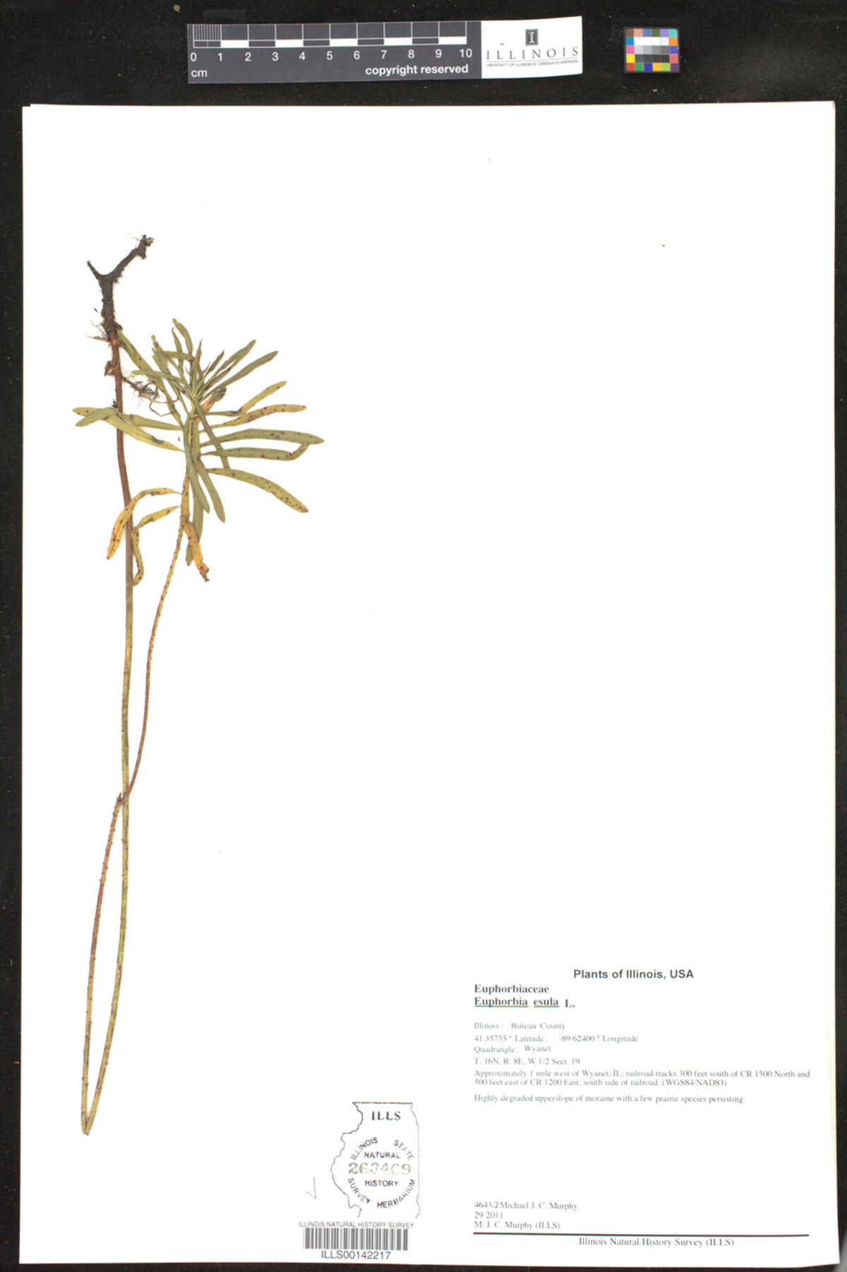 Euphorbia esula image