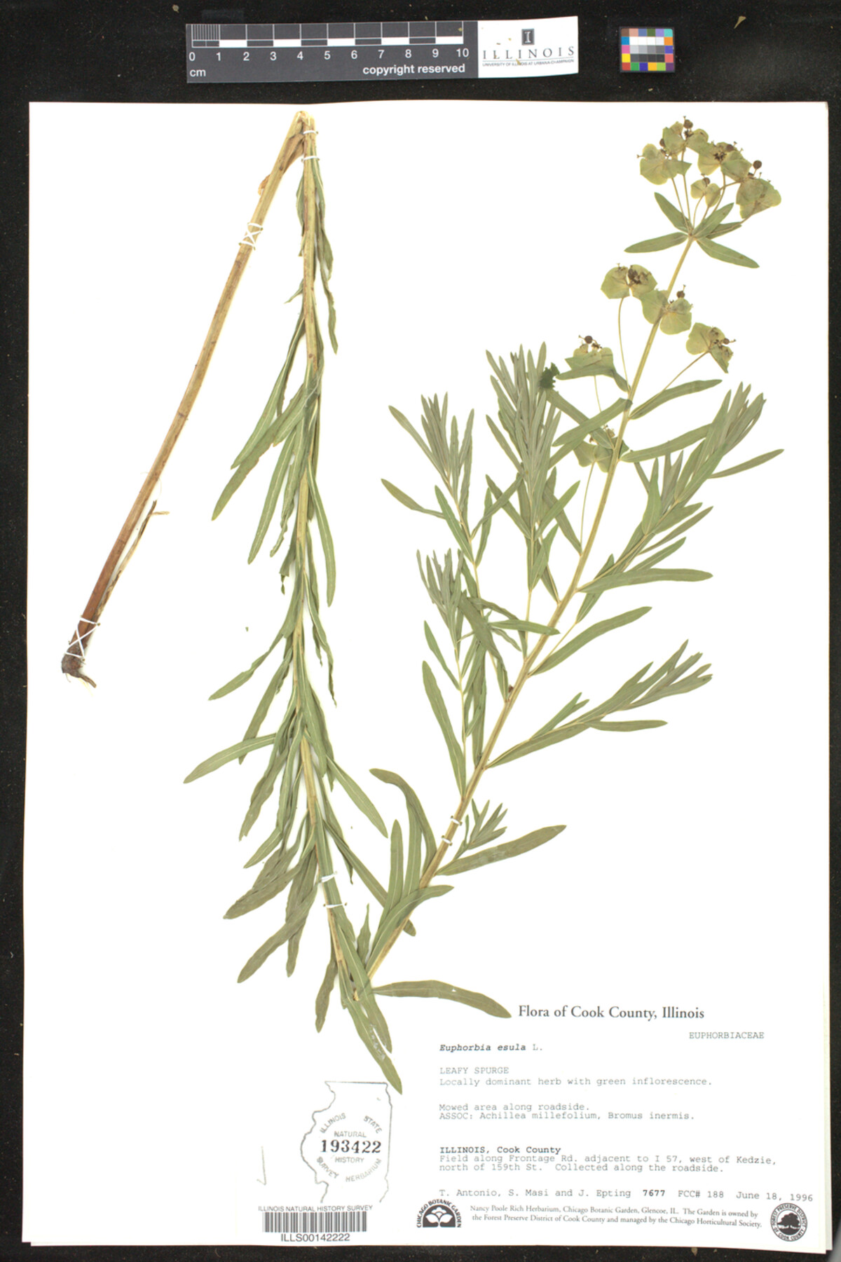 Euphorbia esula image