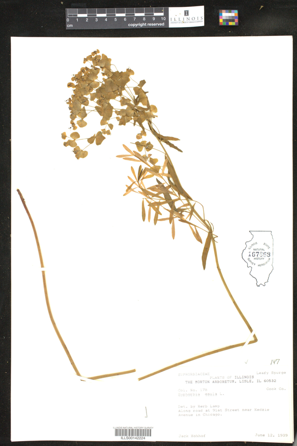 Euphorbia esula image