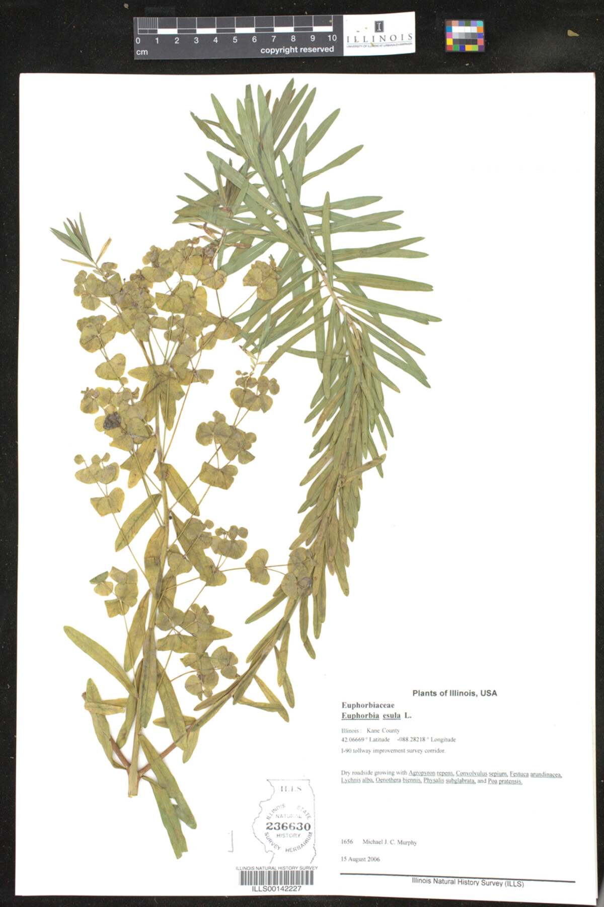 Euphorbia esula image