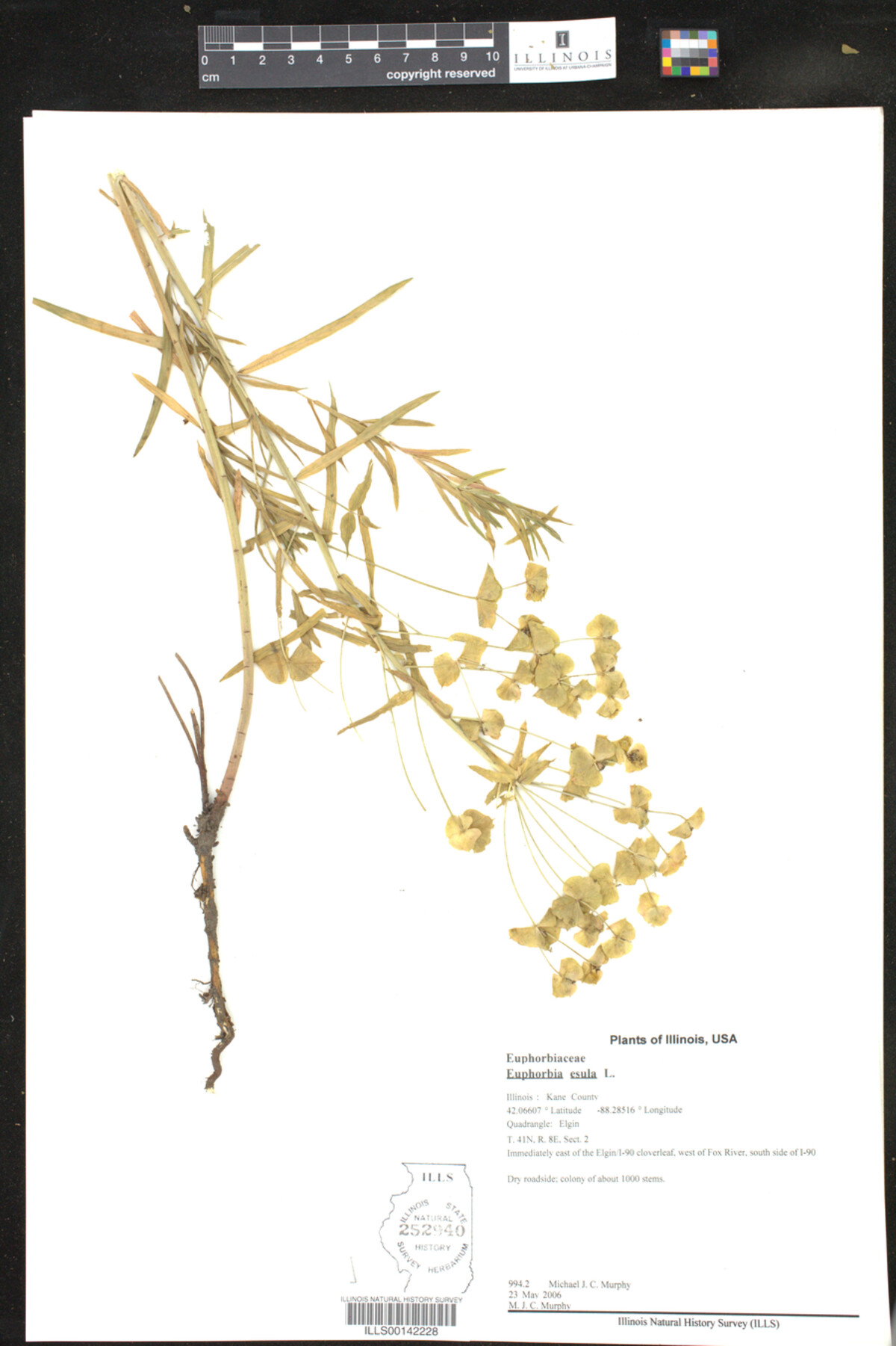 Euphorbia esula image