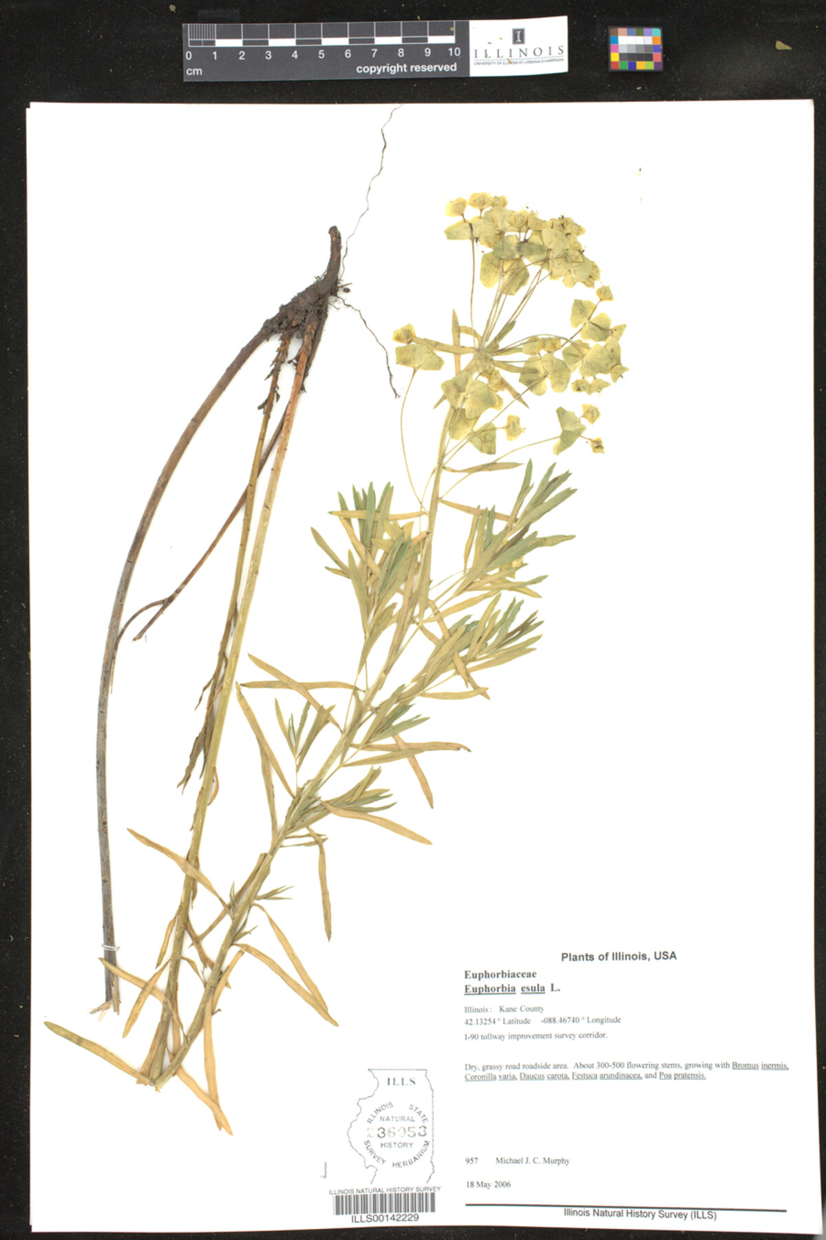 Euphorbia esula image