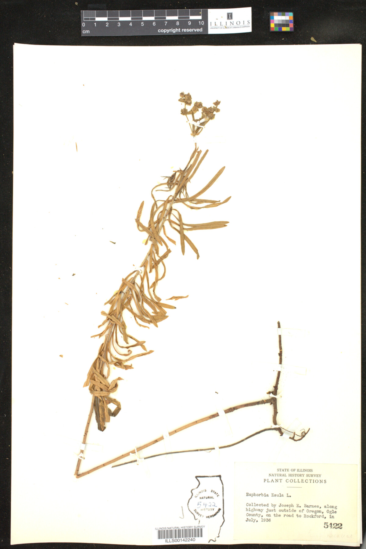 Euphorbia esula image