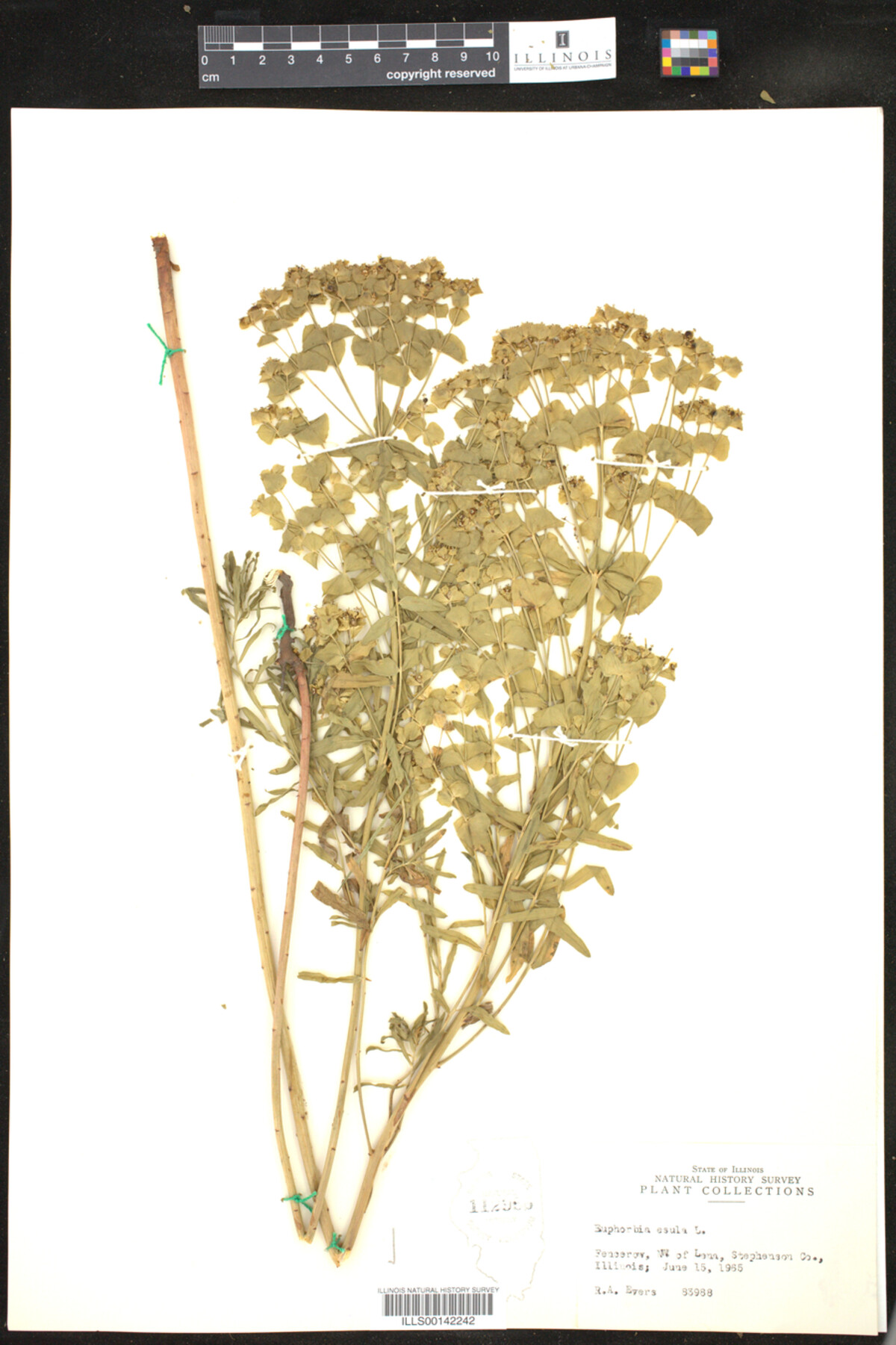 Euphorbia esula image