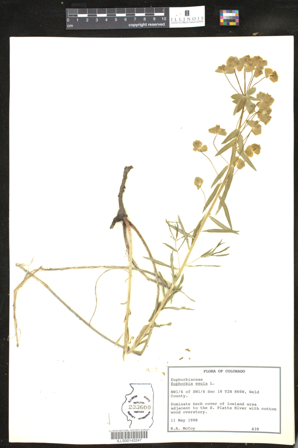 Euphorbia esula image
