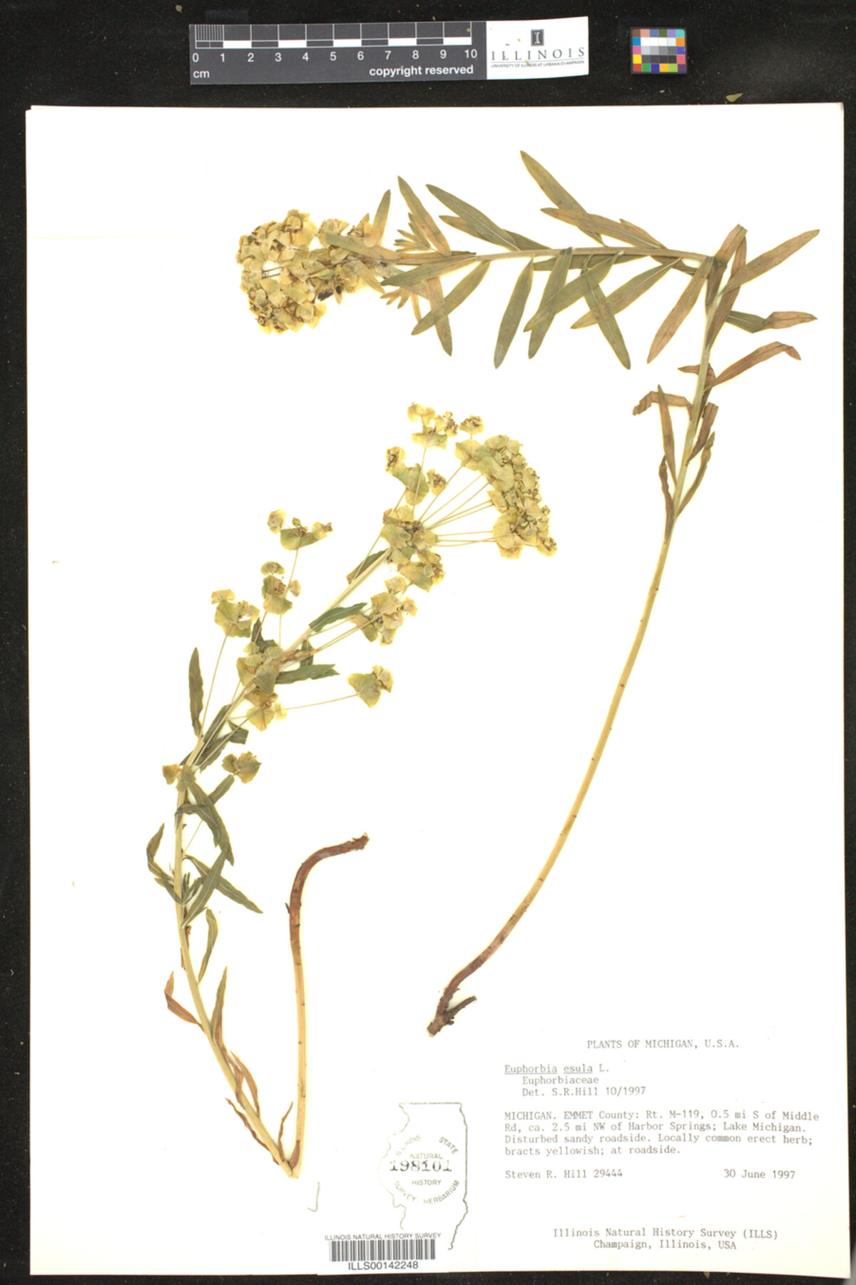 Euphorbia esula image