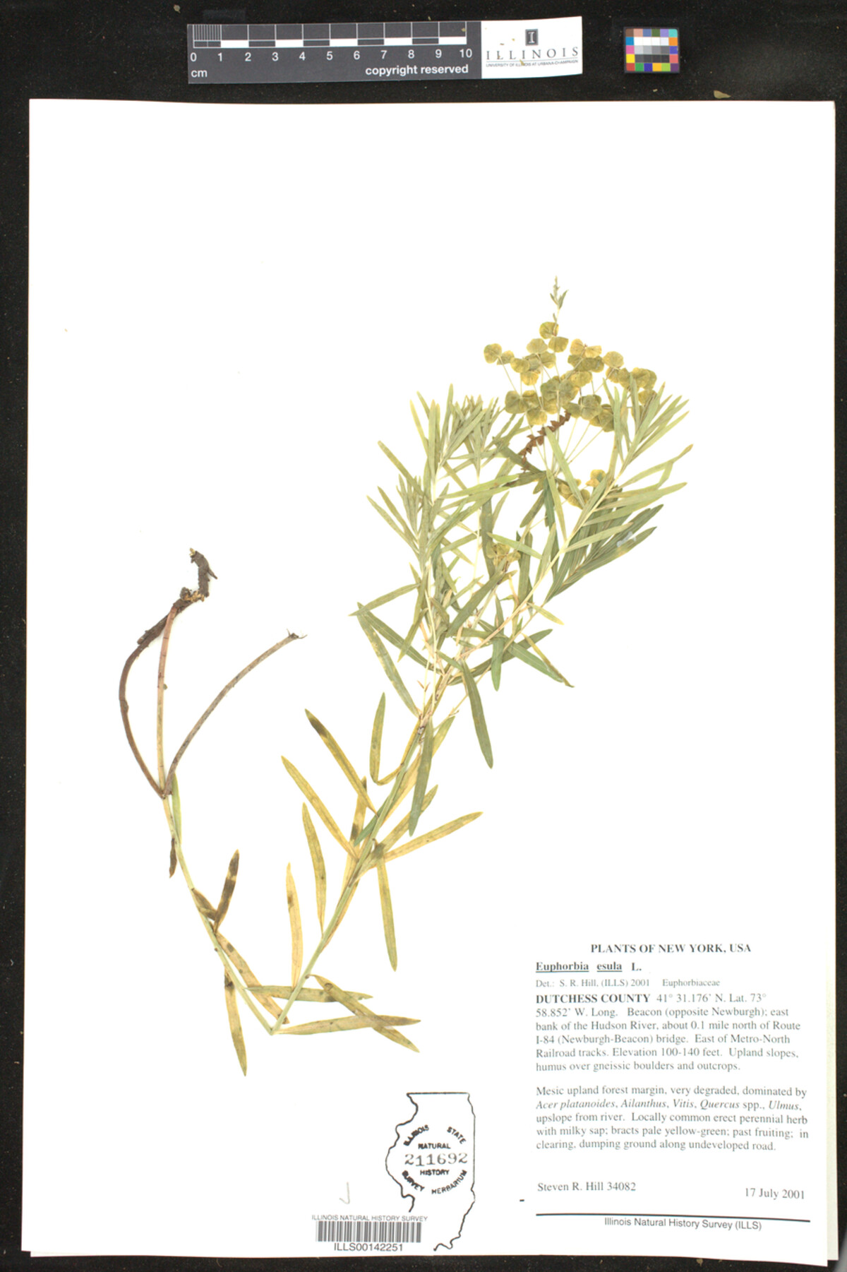 Euphorbia esula image