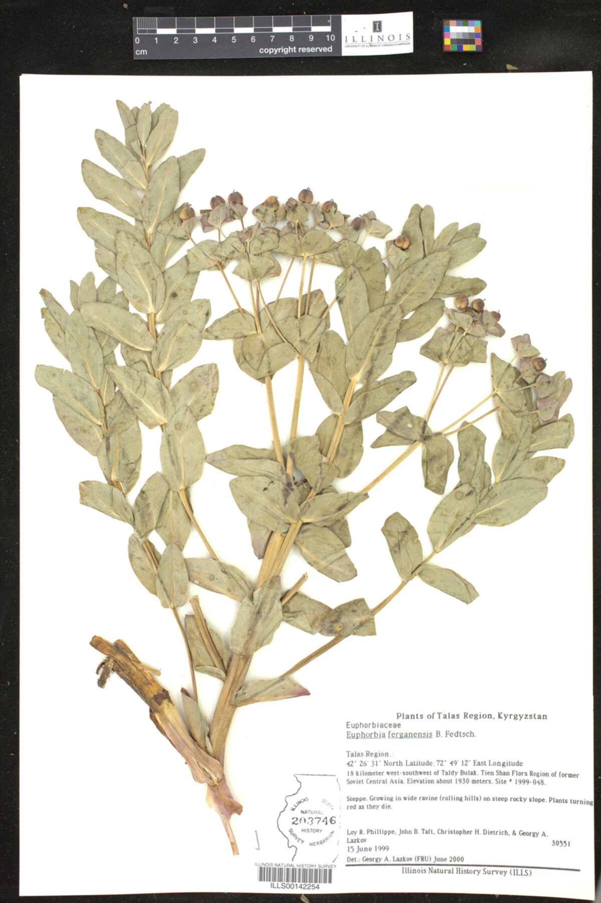Euphorbia ferganensis image