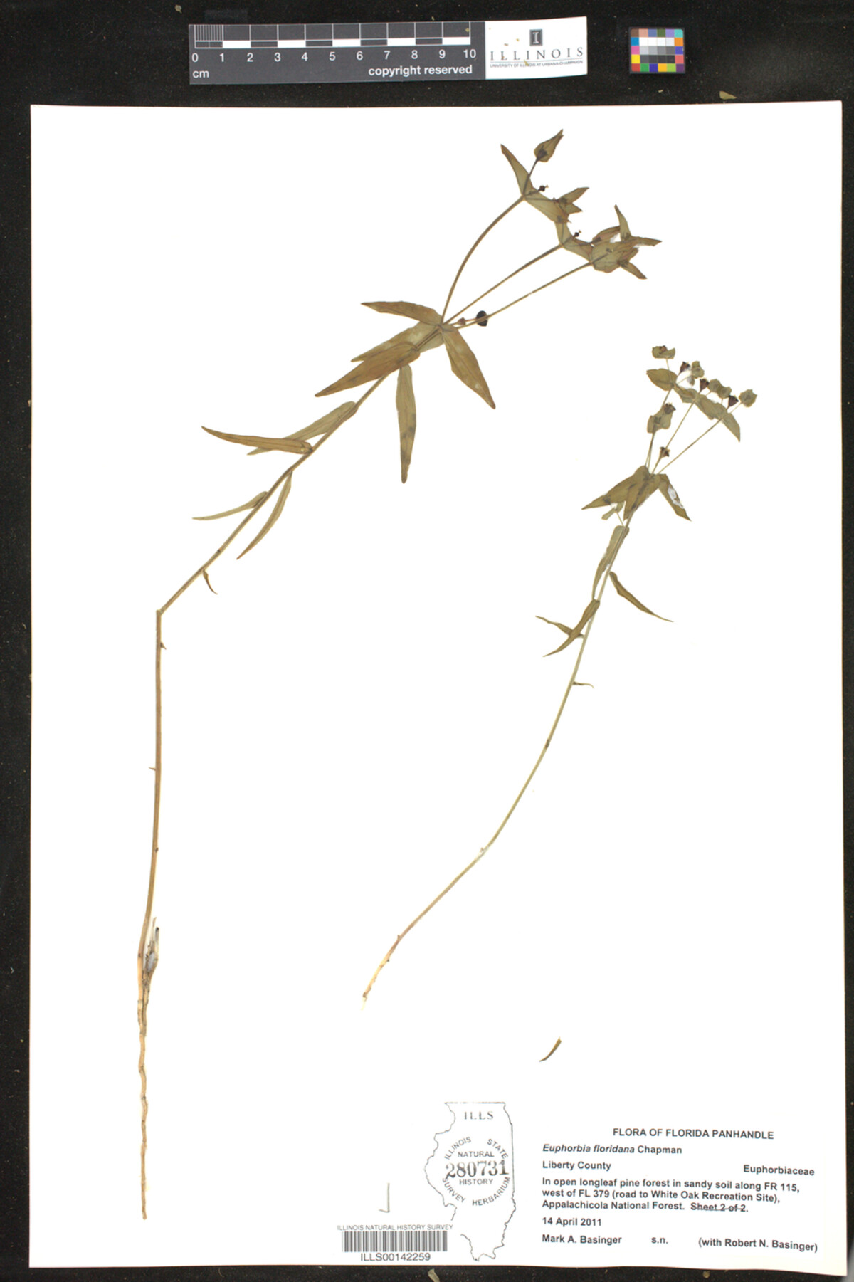 Euphorbia floridana image