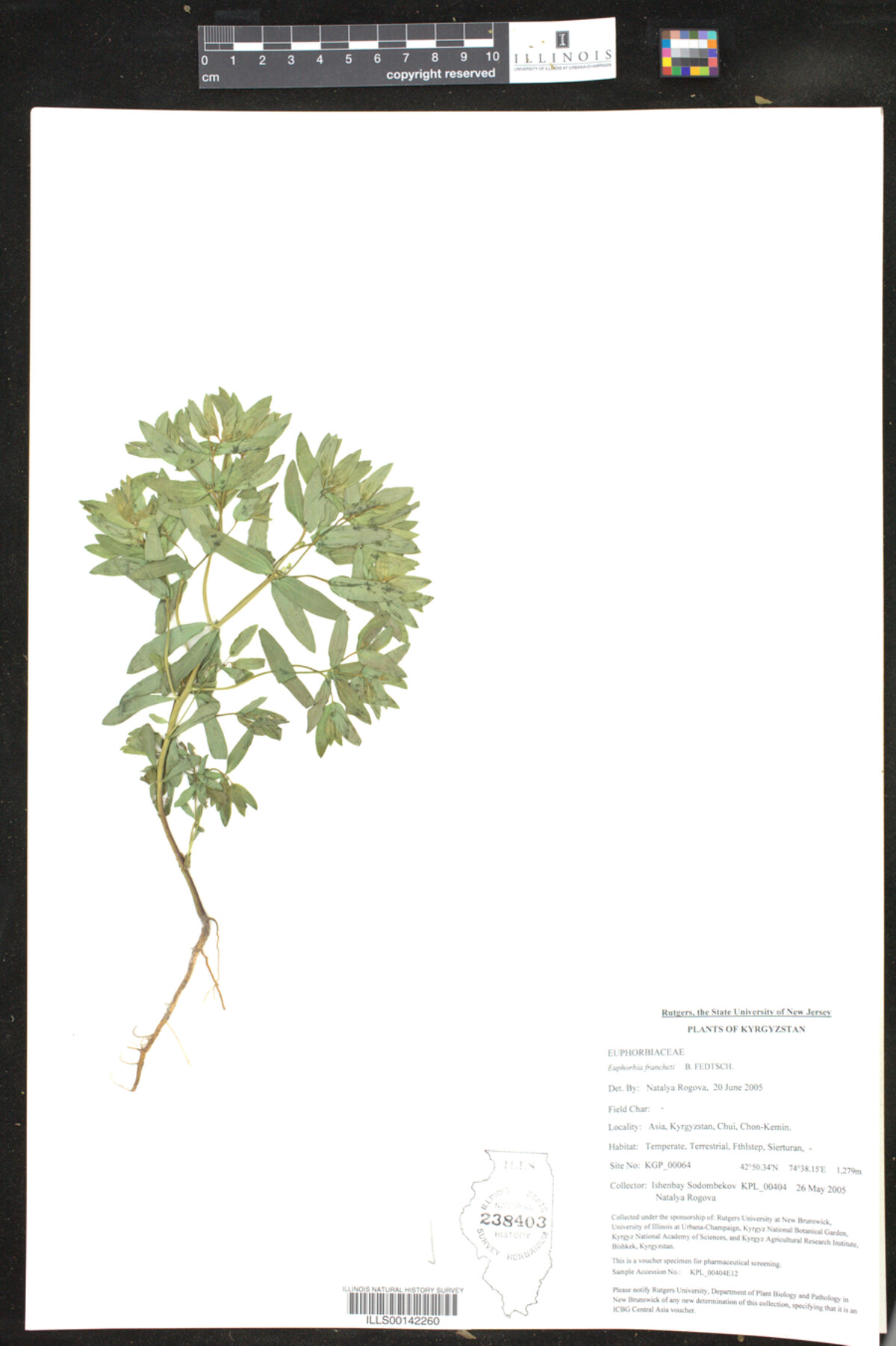 Euphorbia francheti image